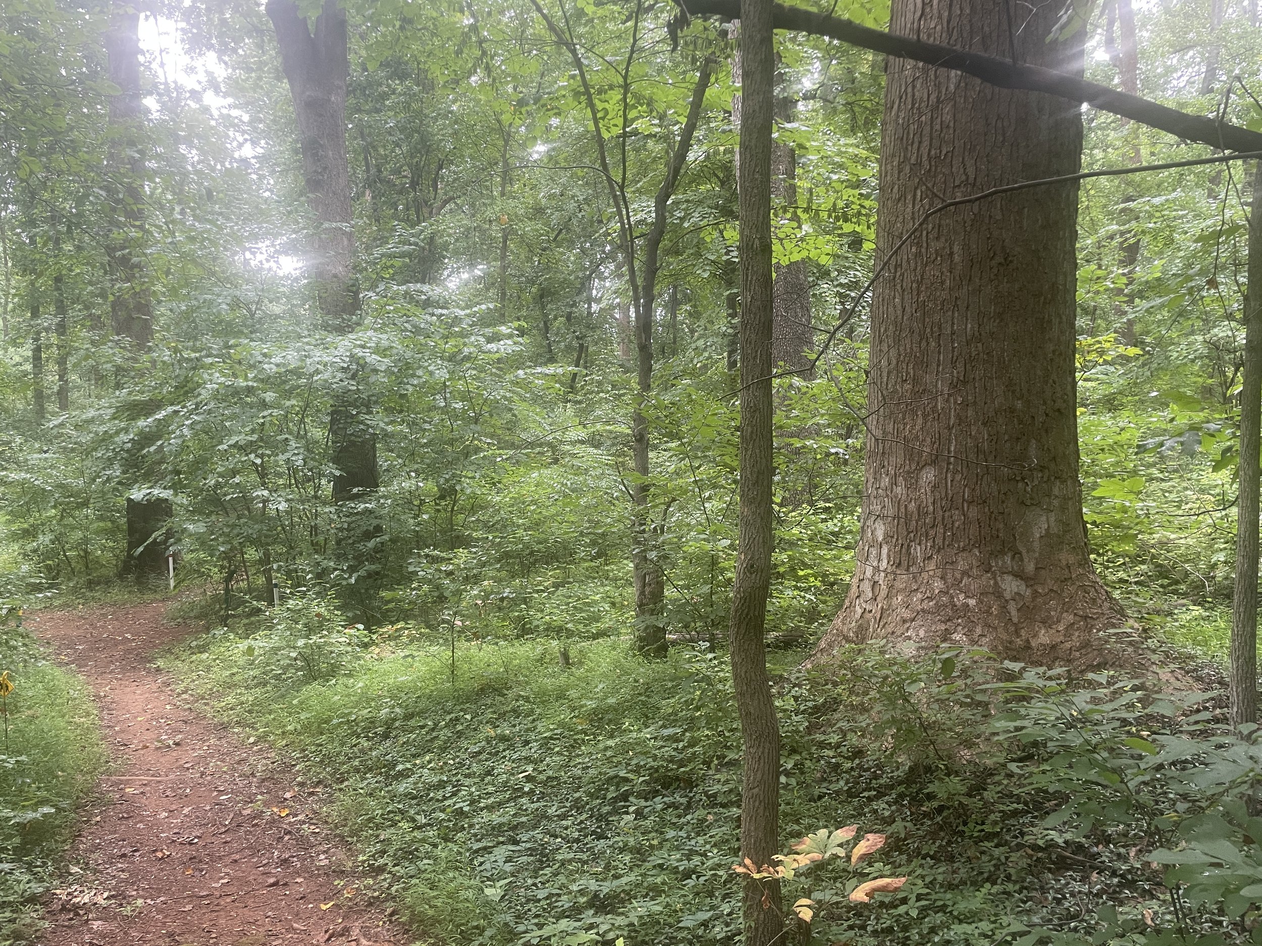 James Madison Landmark Forest — Old-Growth Forest Network
