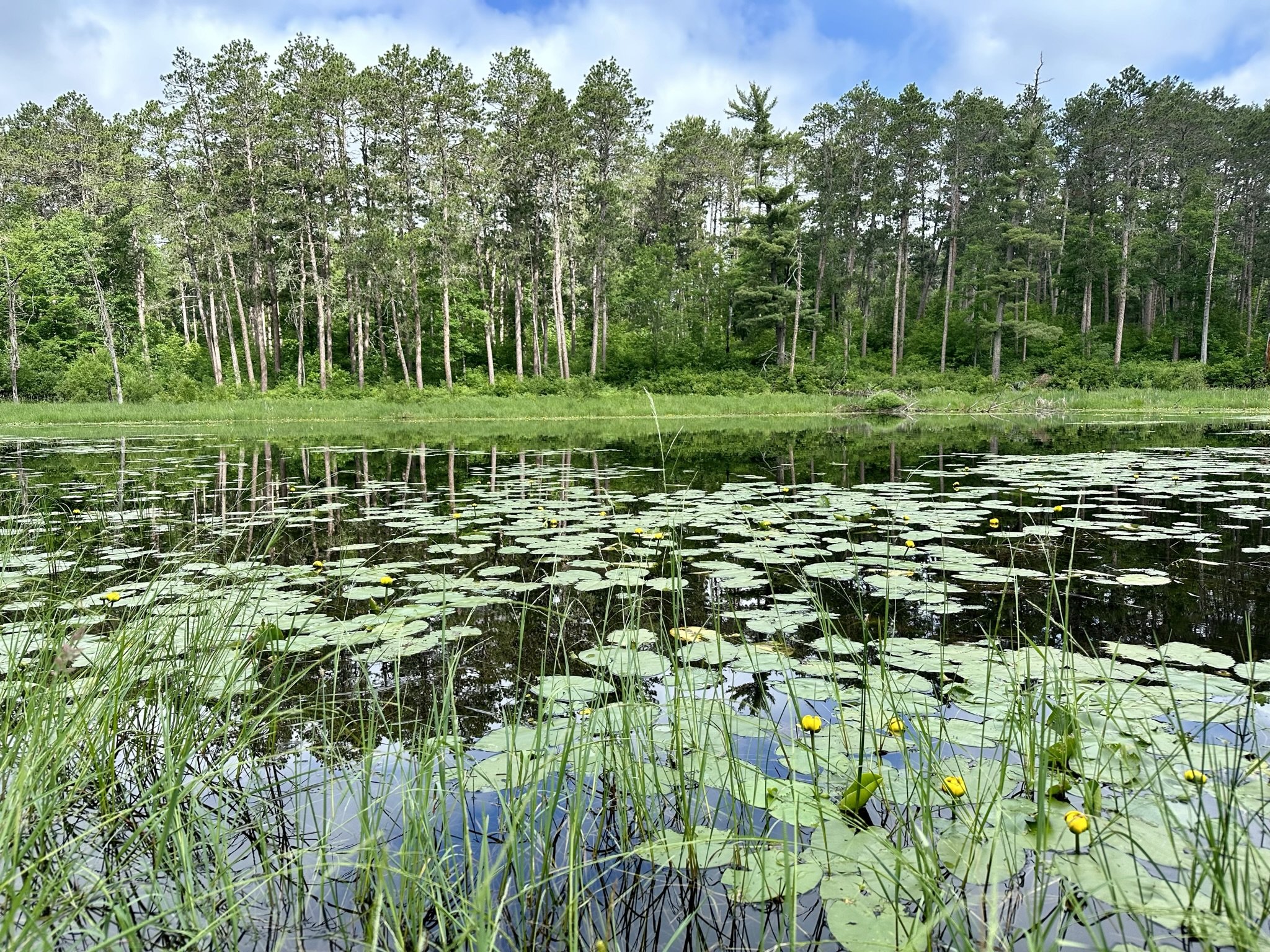 Photo courtesy of MN DNR