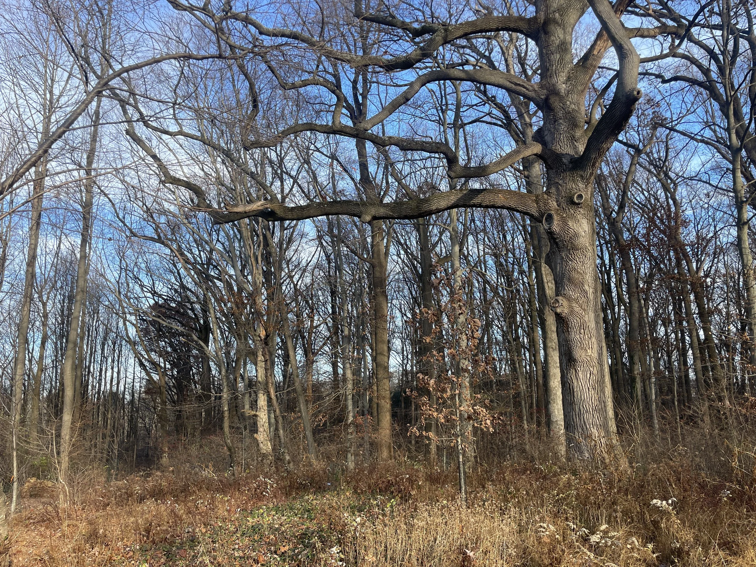 The Conflict: Forests vs. Fertile Farmland