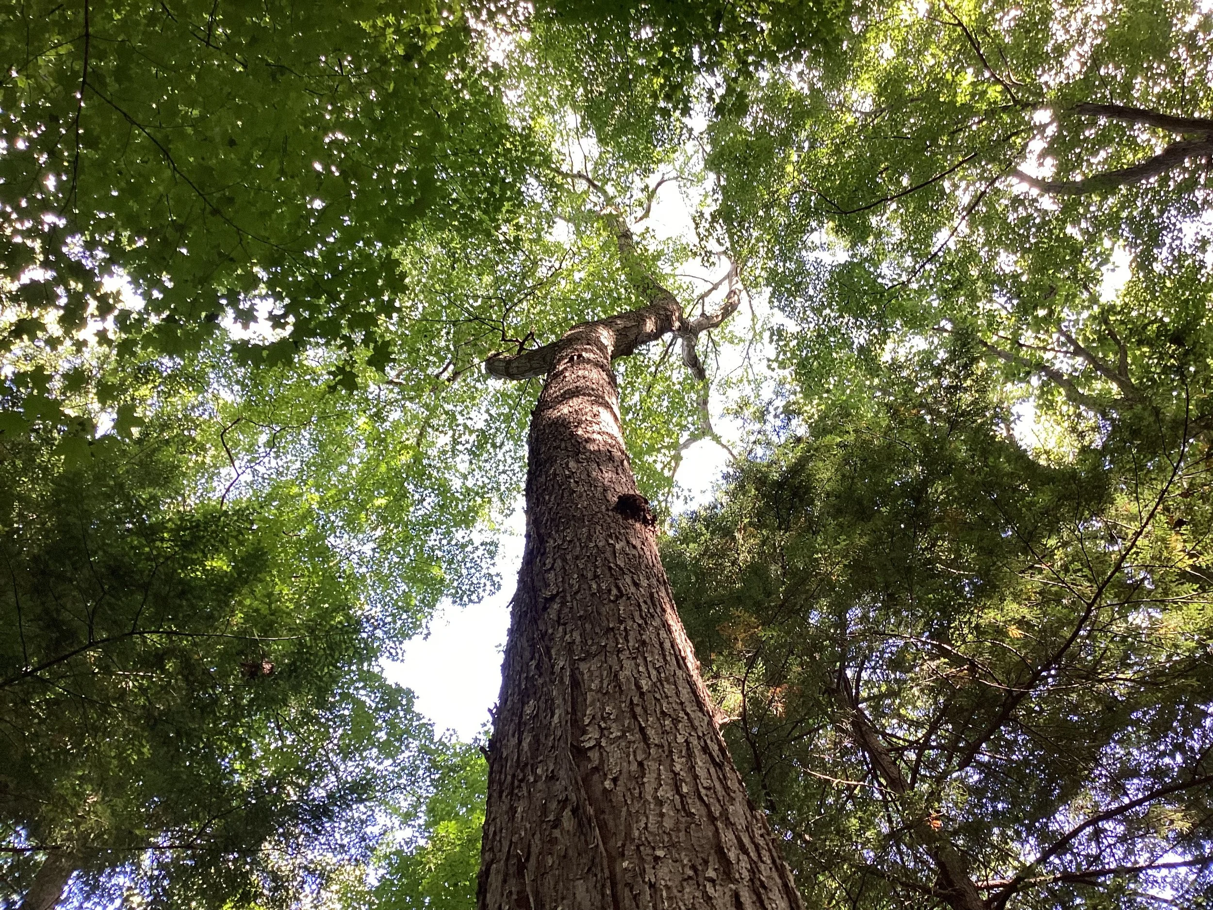 Hach-Otis State Nature Preserve — Old-Growth Forest Network