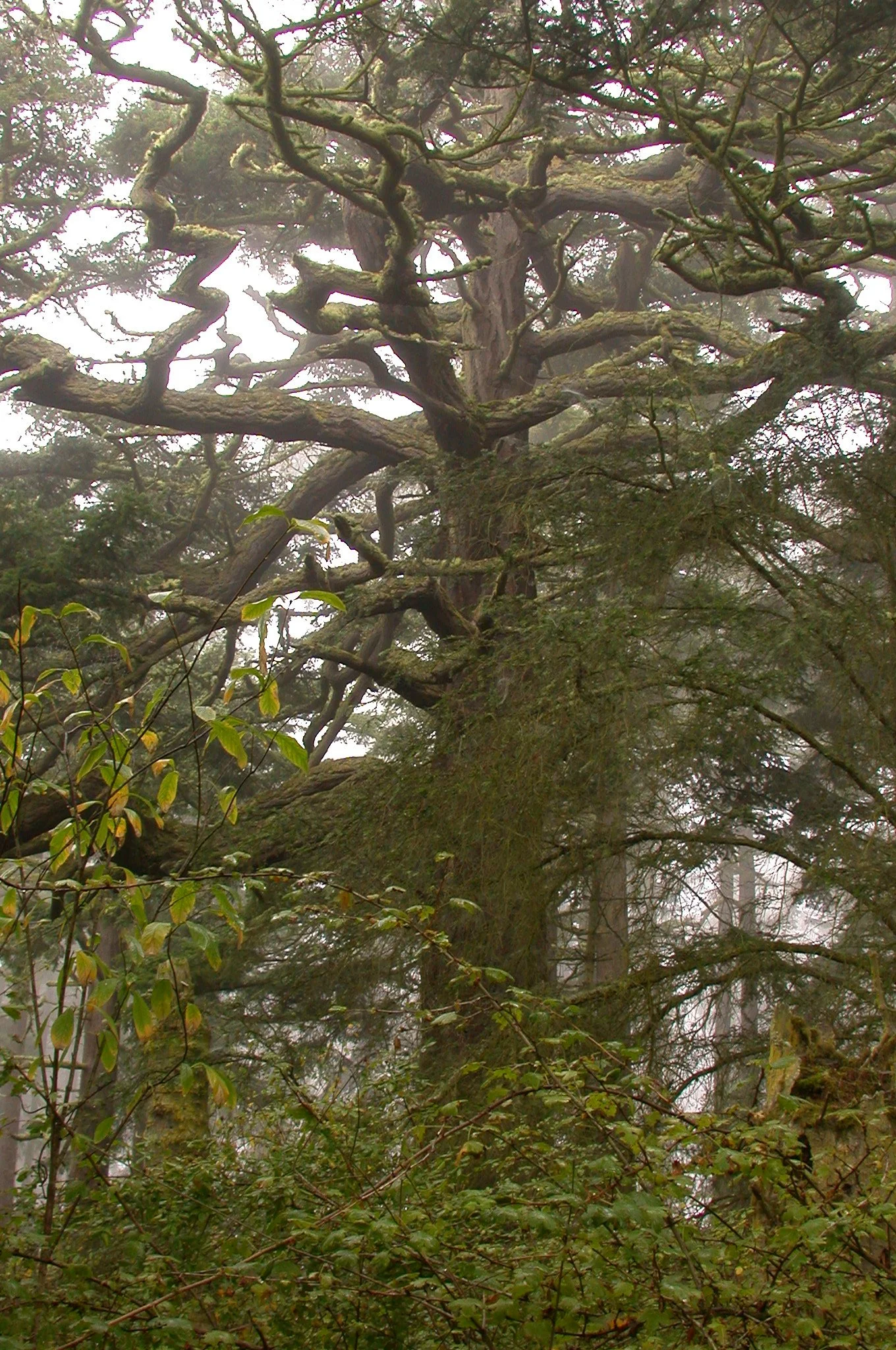 Admiralty Inlet Natural Area Preserve — Old-Growth Forest Network