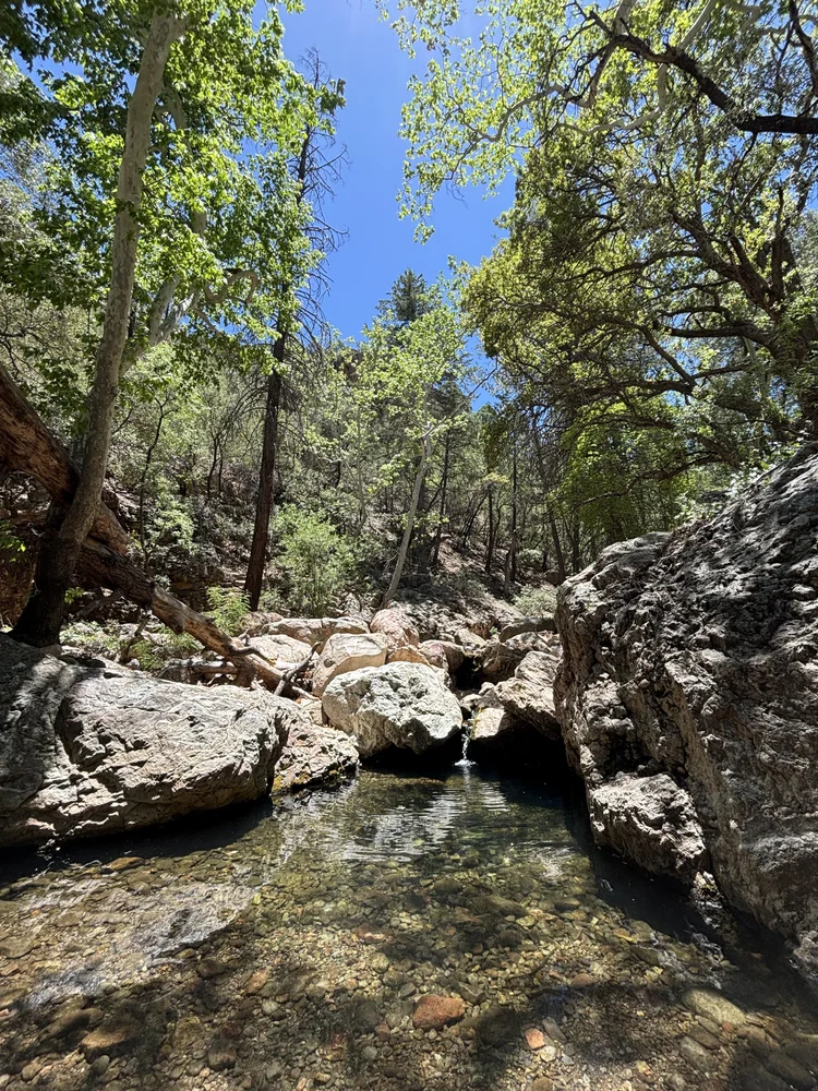 Cave Creek Canyon - Chiricuhua Wilderness - Coronado National