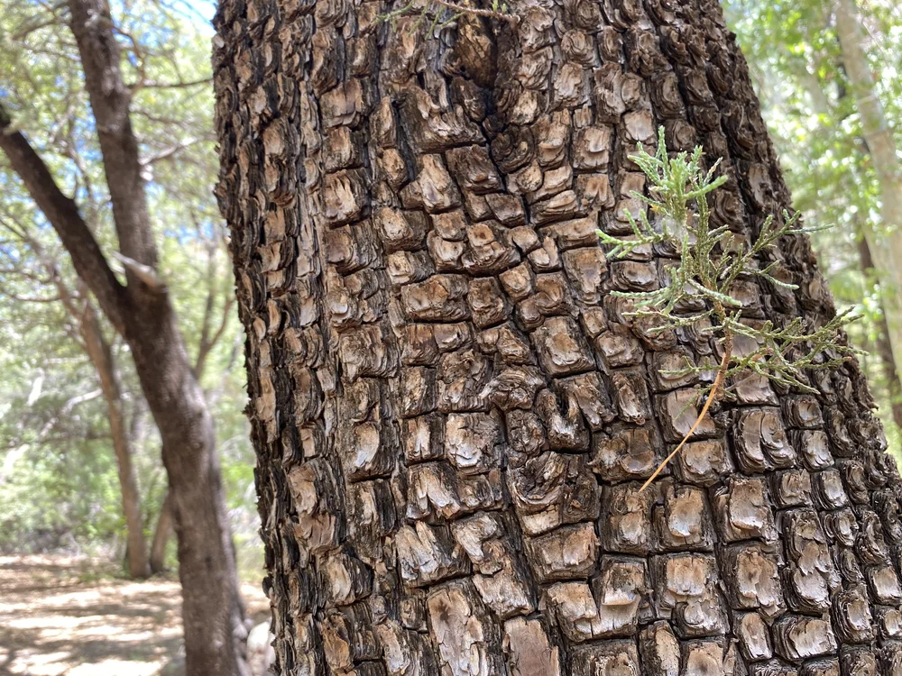 Cave Creek Canyon - Chiricuhua Wilderness - Coronado National