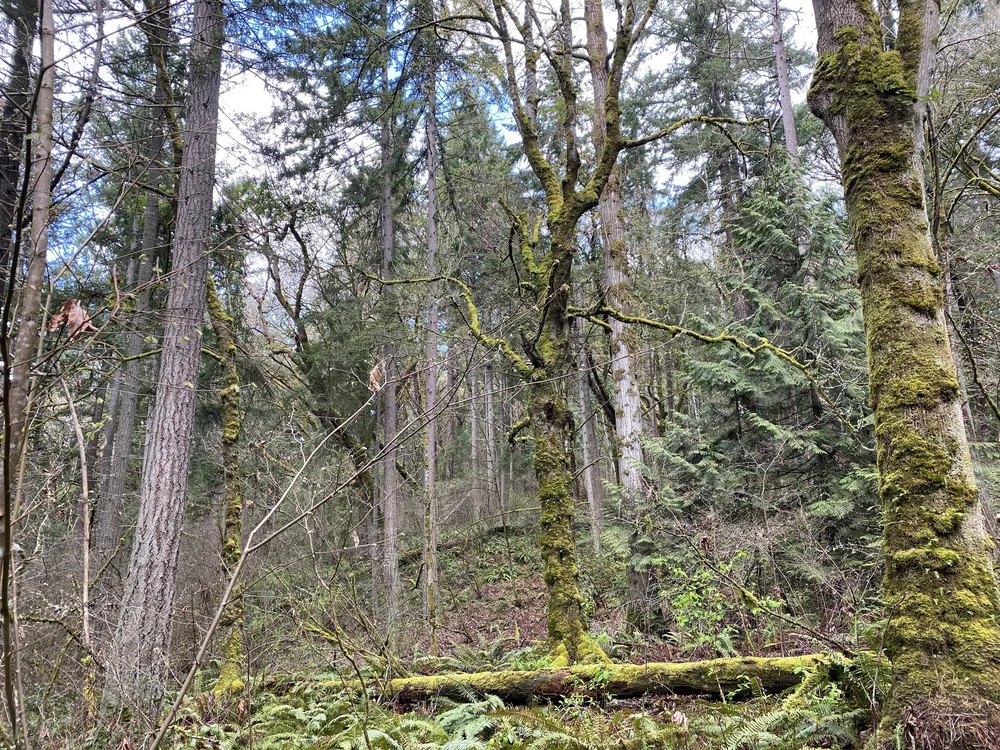 The Magnificent Forest — Old-Growth Forest Network