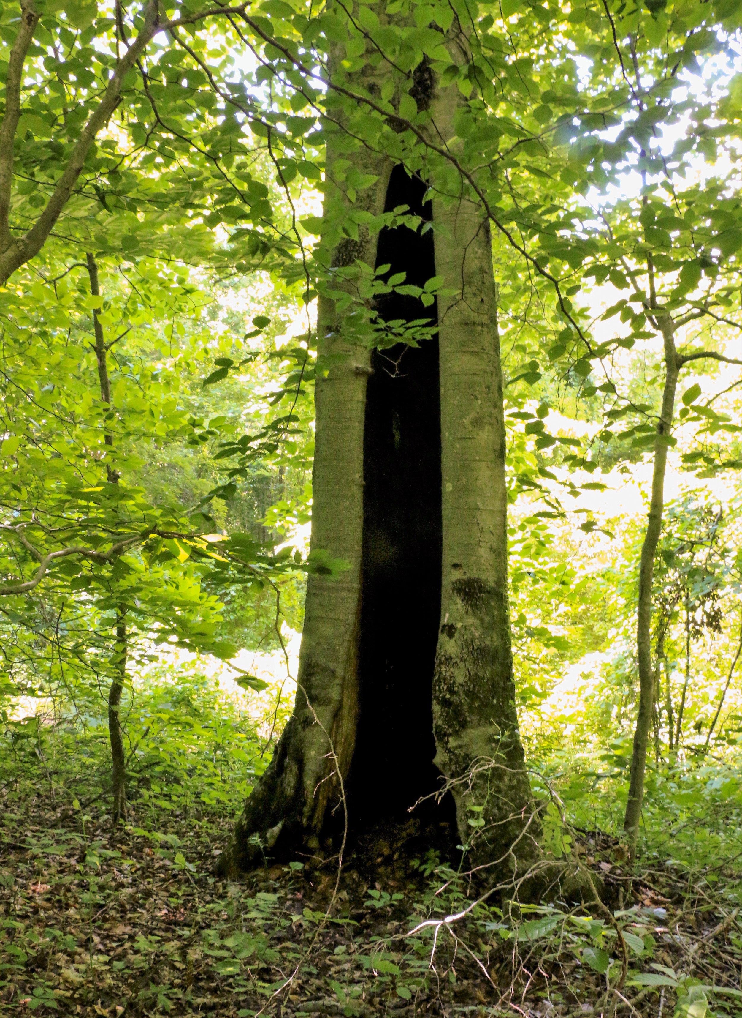 WHNP_Old_Beech_Tree_IMG_0781.jpg