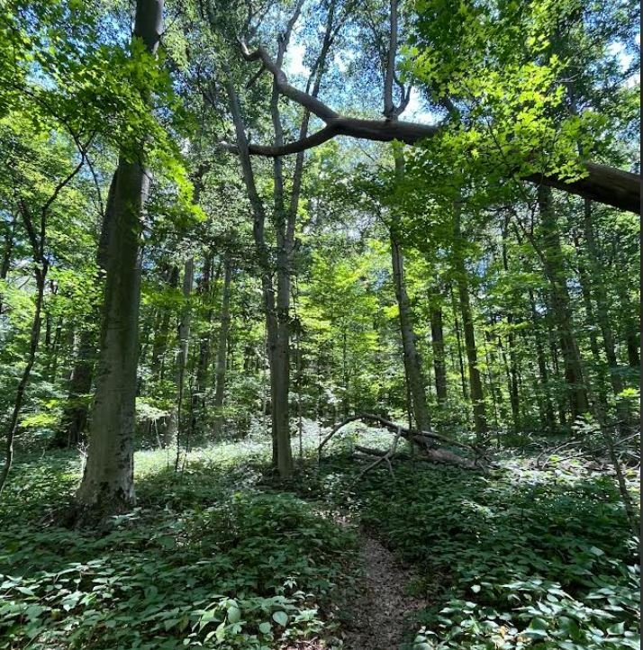 FallenTree.JPG