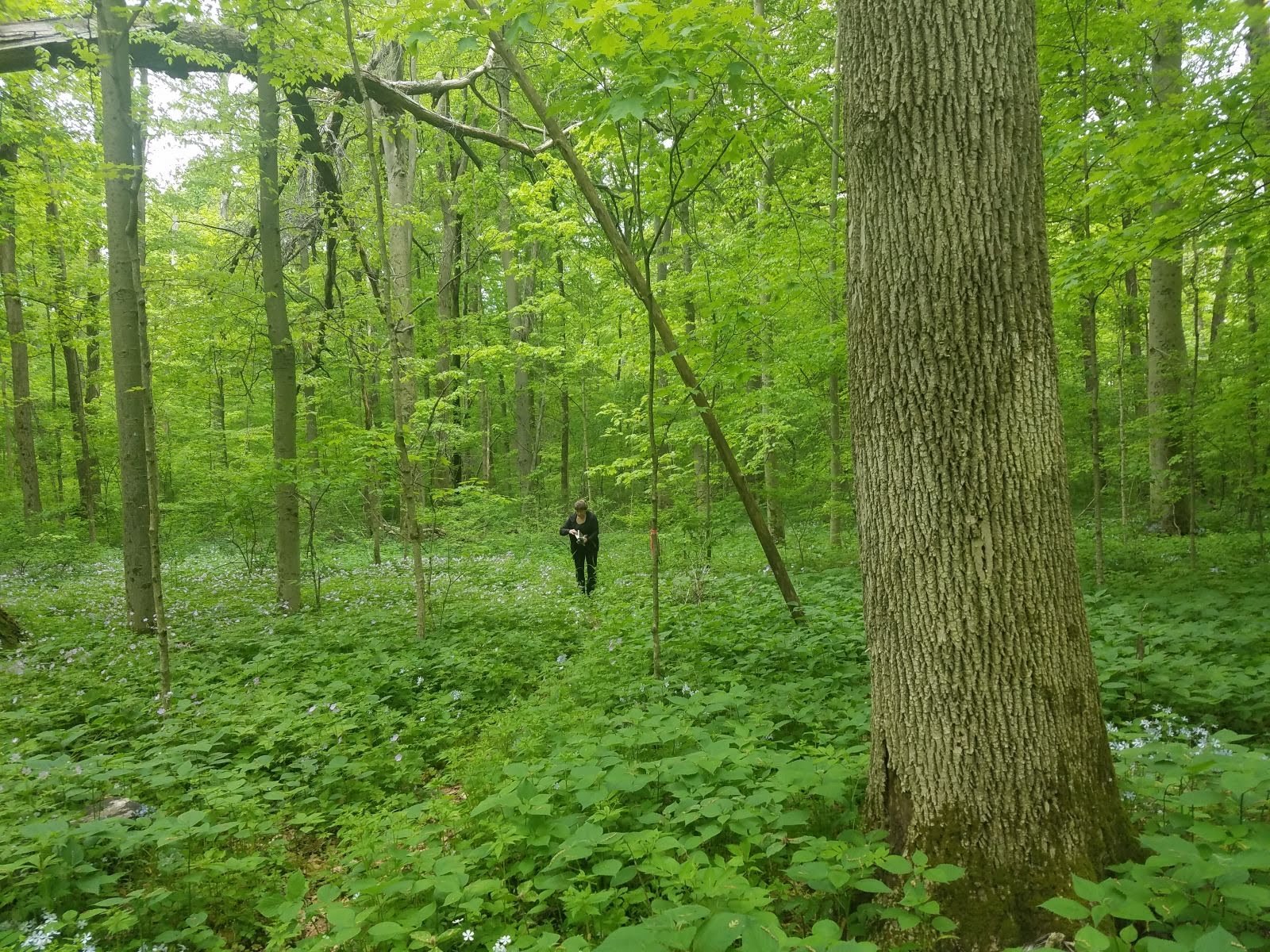 LargeOldTree_SpringFlowers_DownSnag.JPEG