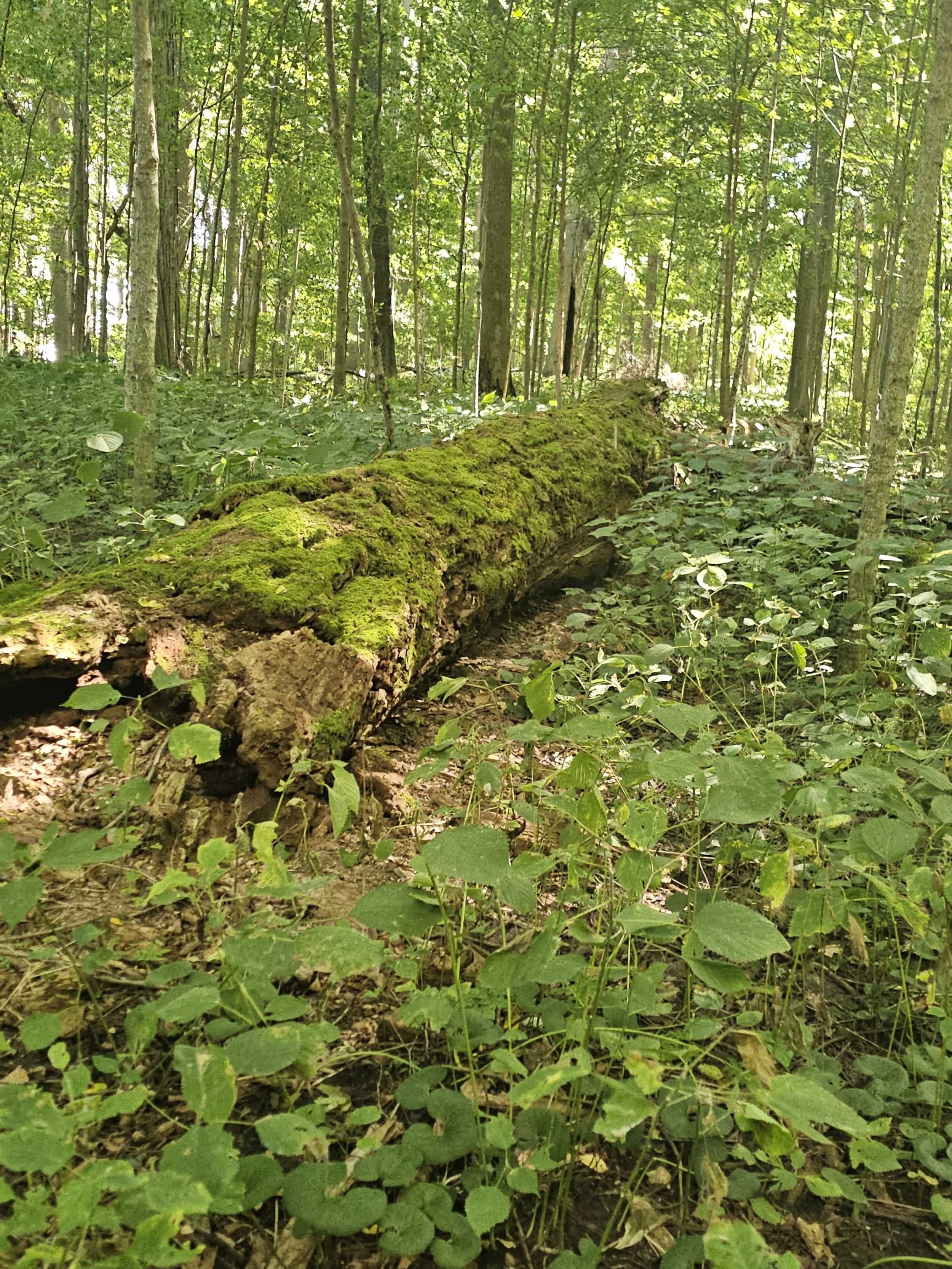 Shrader-Weaver Nature Preserve, Fayette County, IN