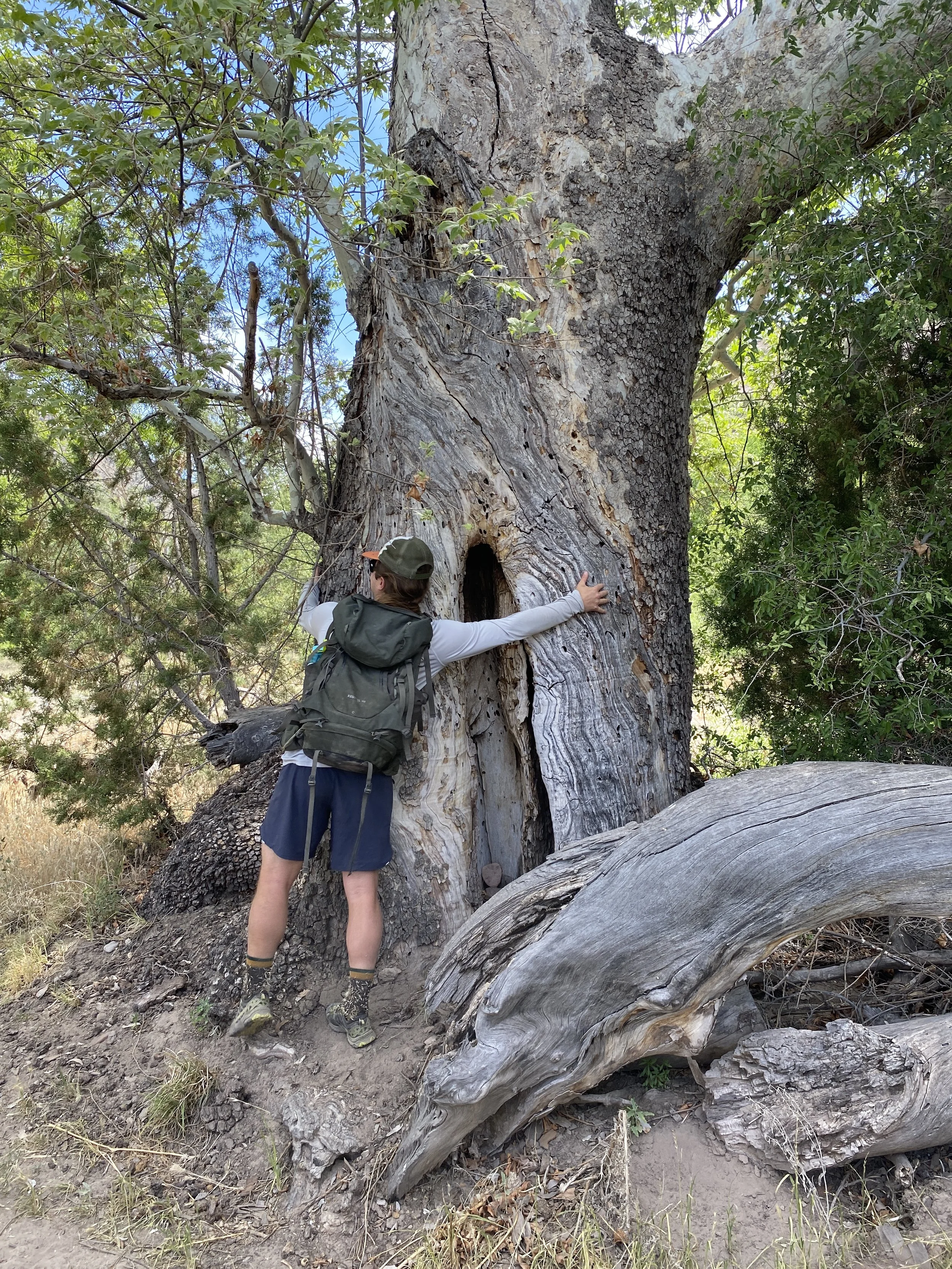 Gila Wilderness Area- Gila National Forest, Grant County, NM
