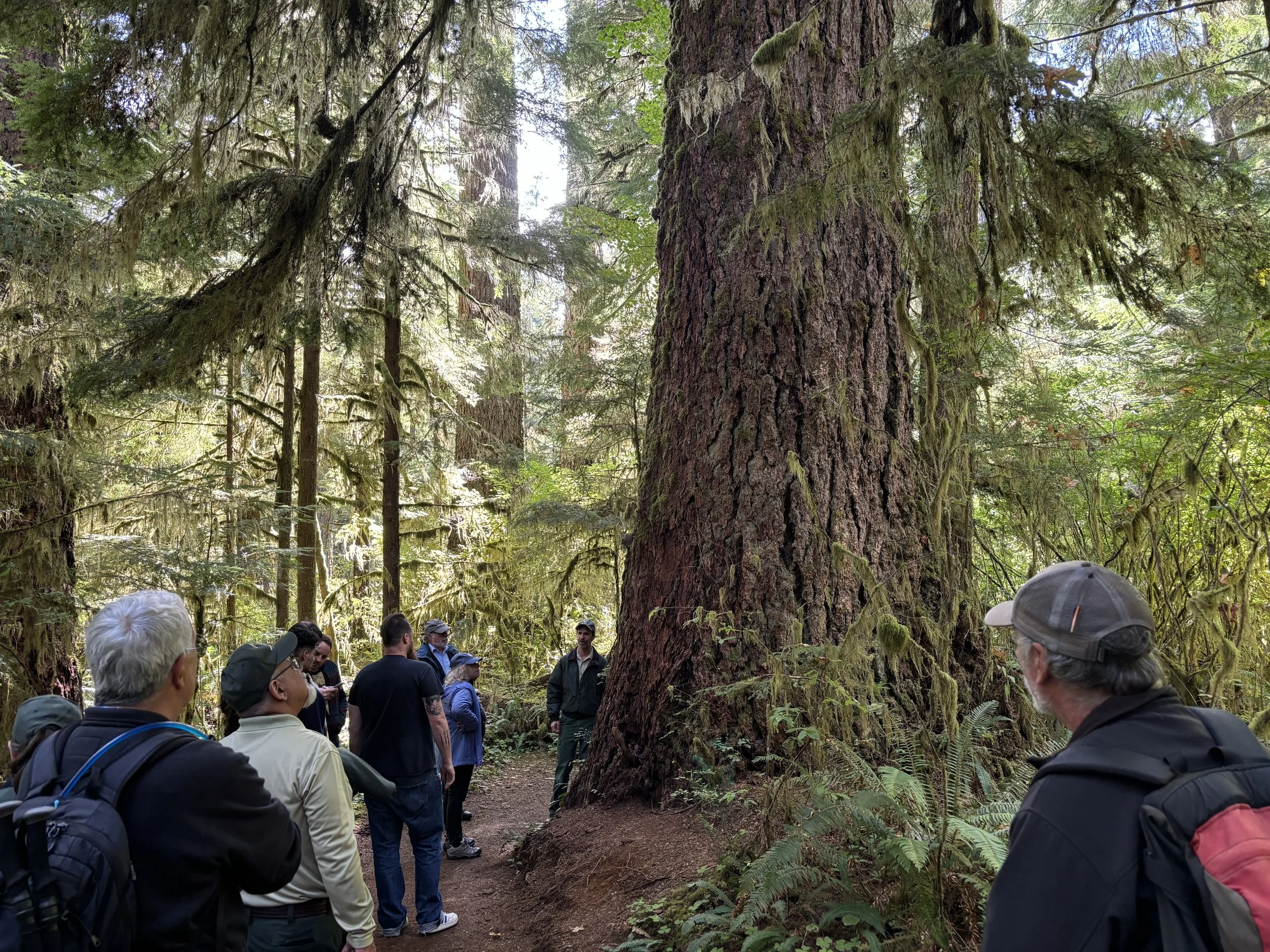 Quinault Lake Rain Forest - Olympic National Forest, Grays Harbor County, WA