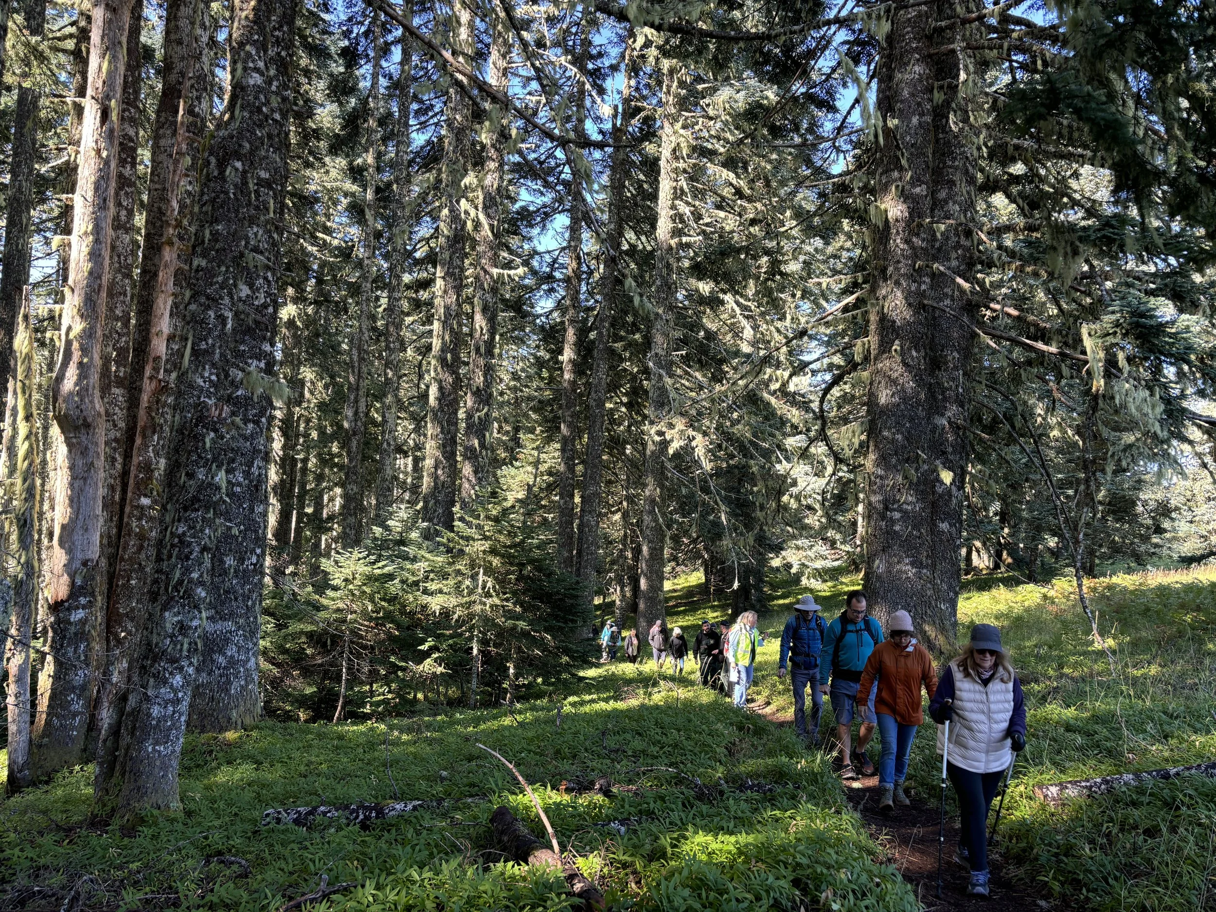 Marys Peak Scenic Botanic Area - Siuslaw National Forest, Benton County, OR