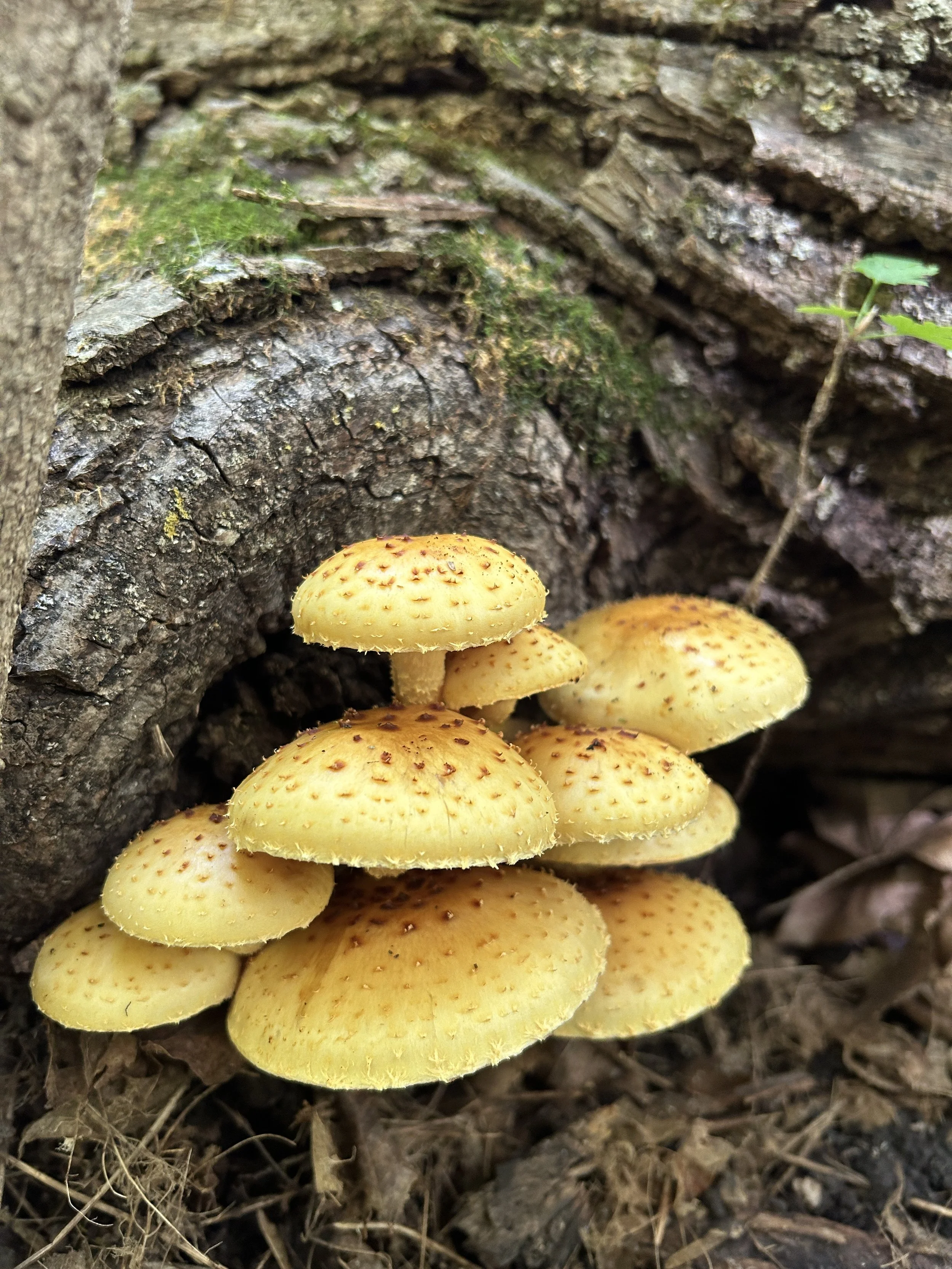 Wolsfeld Woods State Natural Area, Hennepin County, MN