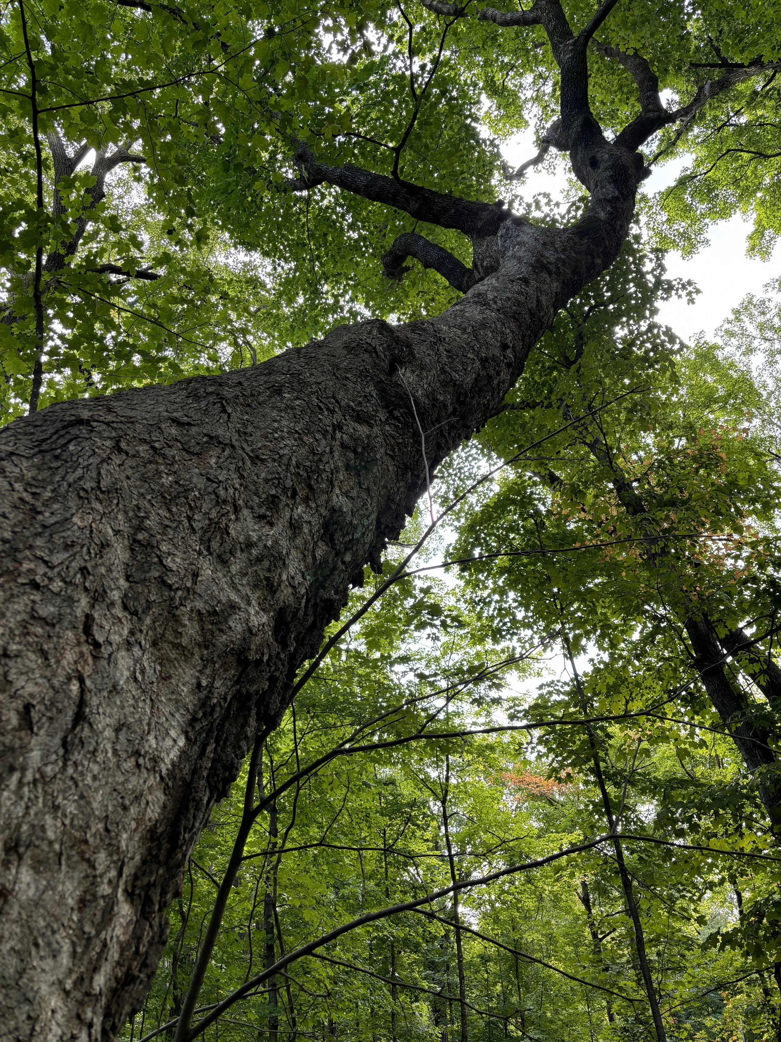 Townsend Woods State Natural Area, Rice County, MN