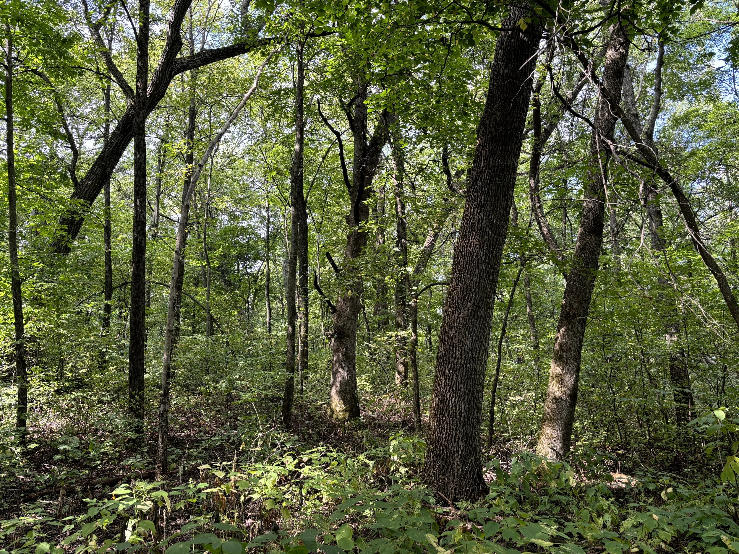 Sakatah Lake State Park, Le Sueur County, MN
