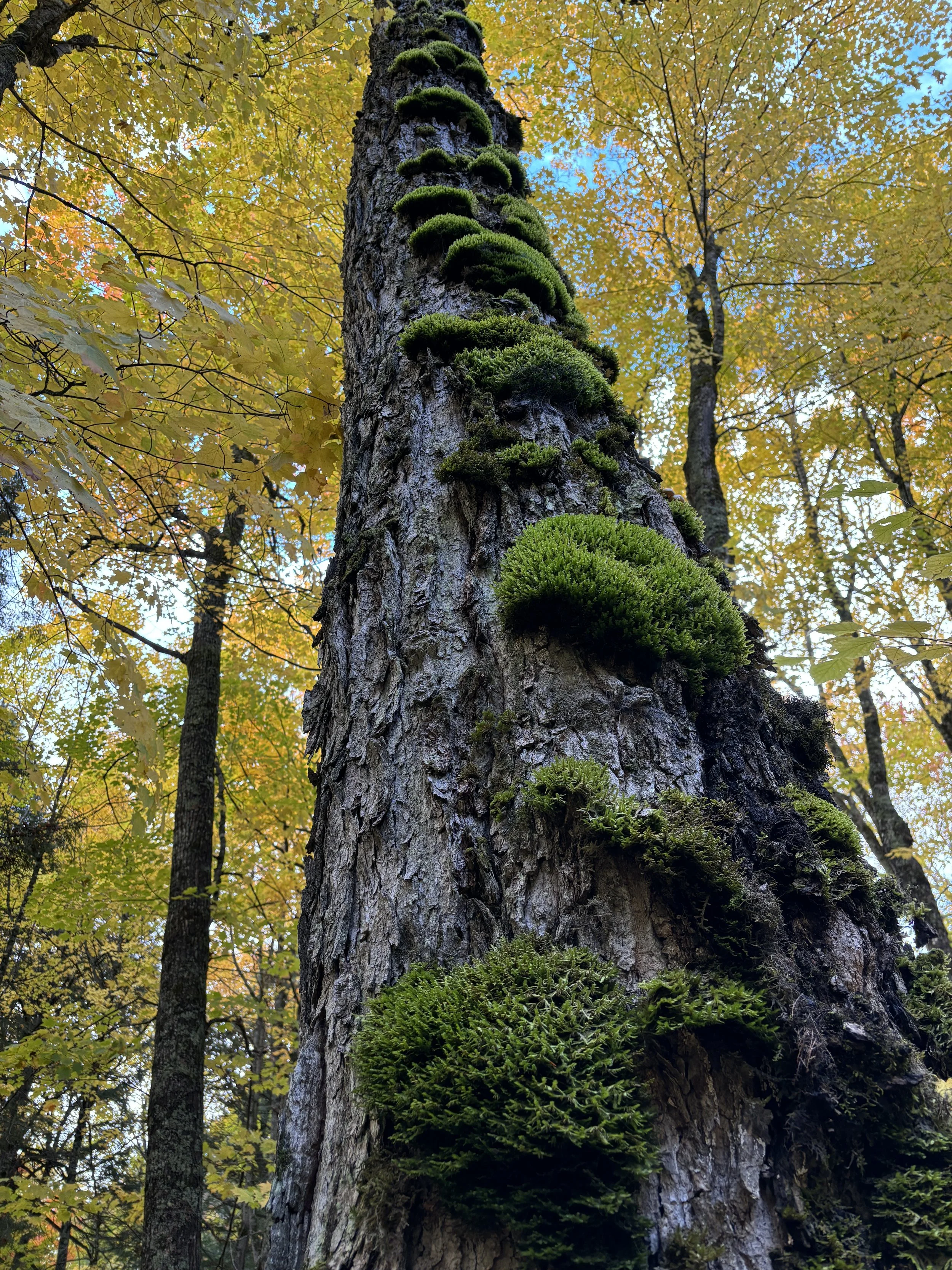 Sylvania Wilderness - Ottawa National Forest, Gogebic County, MI