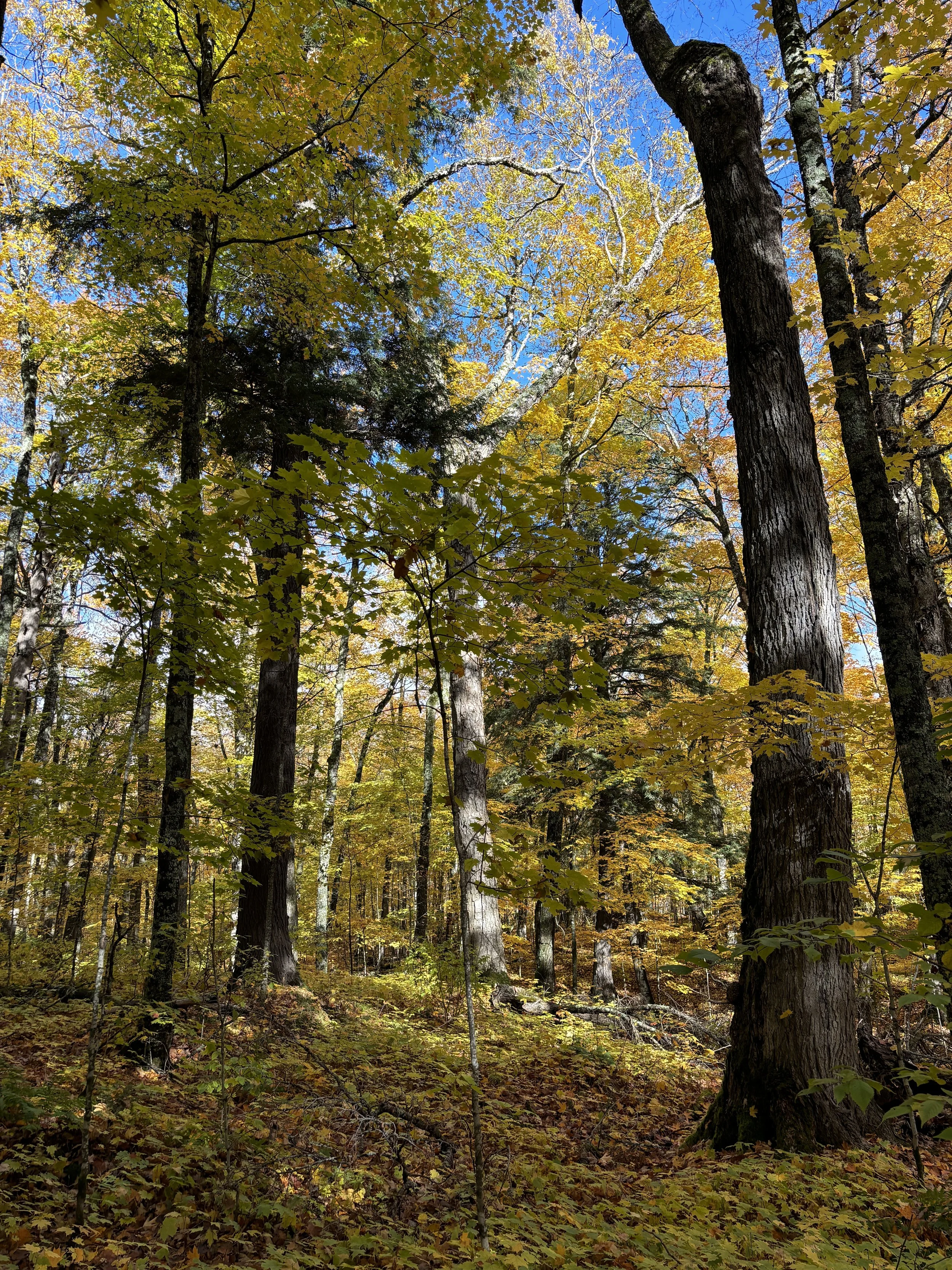Guido Rahr Sr. Tenderfoot Forest Preserve, Vilas County, WI