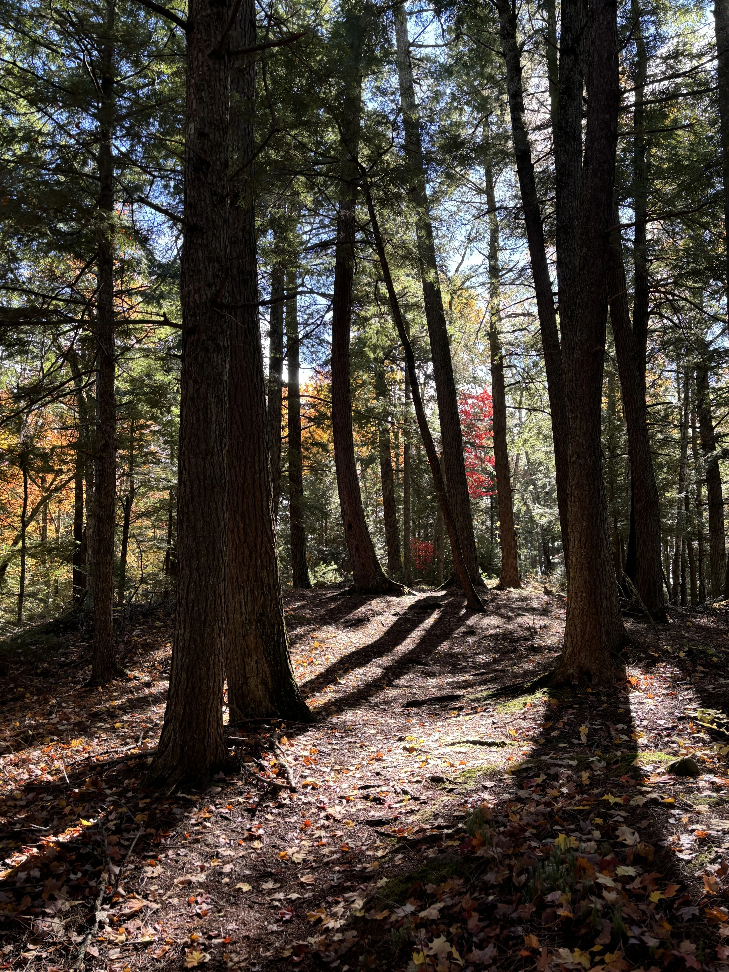 Sturgeon River Gorge Wilderness - Ottawa National Forest, Baraga County, MI