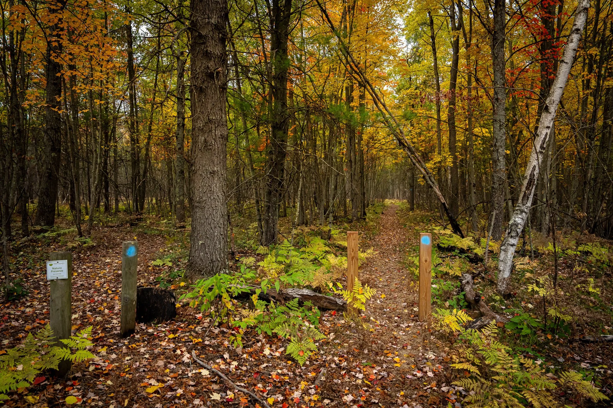 Richmond Woods Nature Preserve, Newaygo County, MI