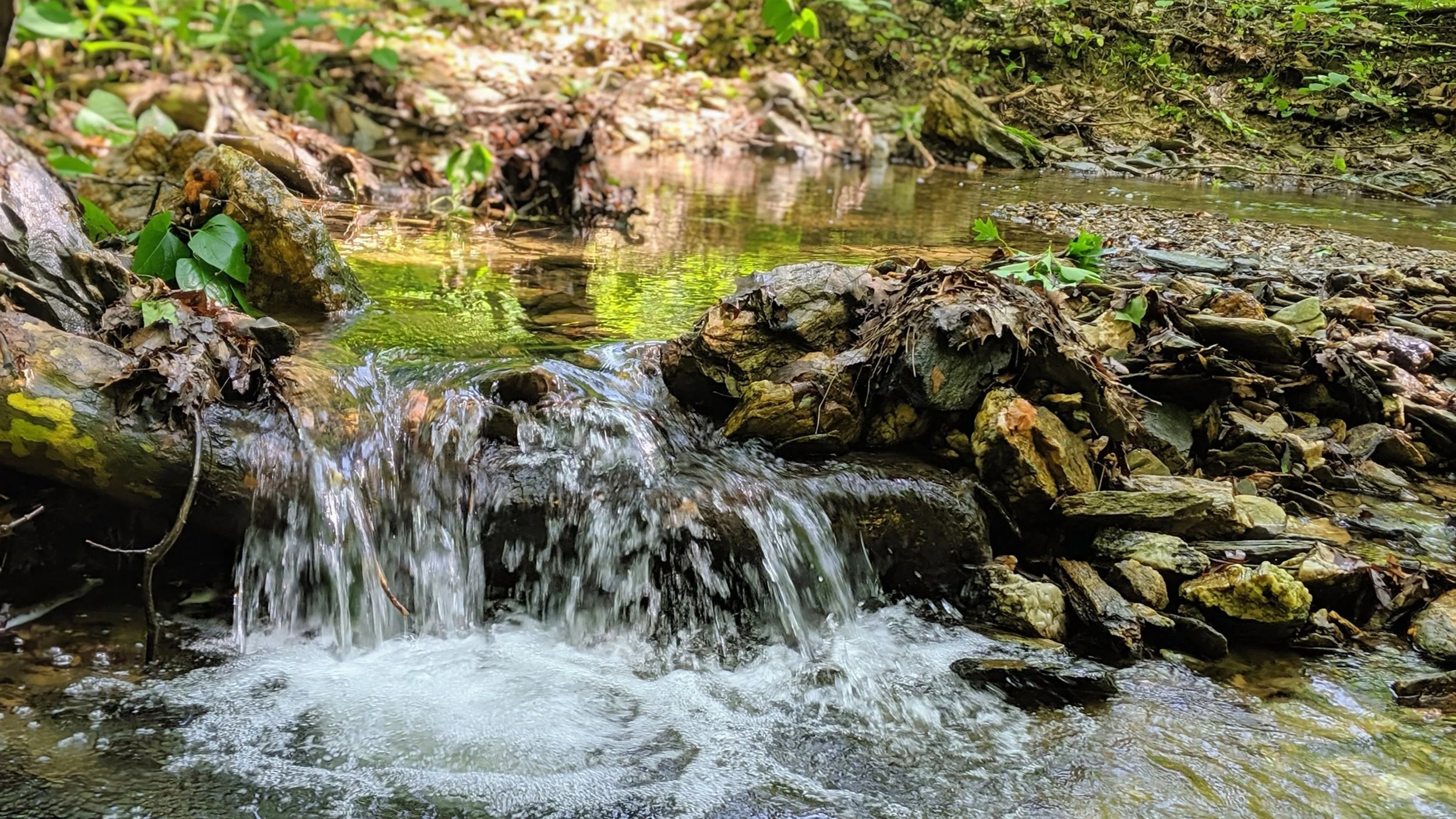 Photo courtesy of the McKaig Nature Education Center