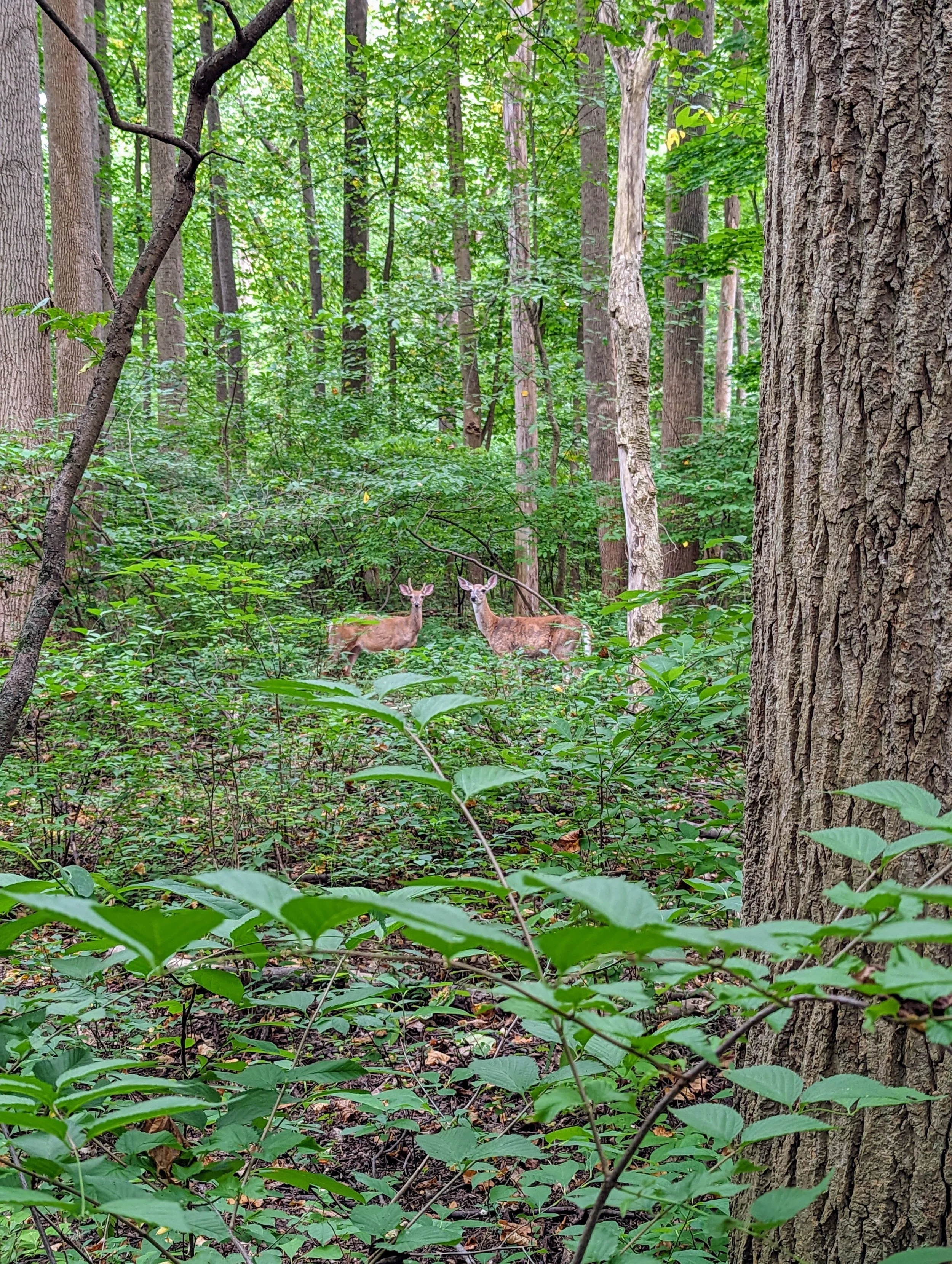 Photo courtesy of the McKaig Nature Education Center
