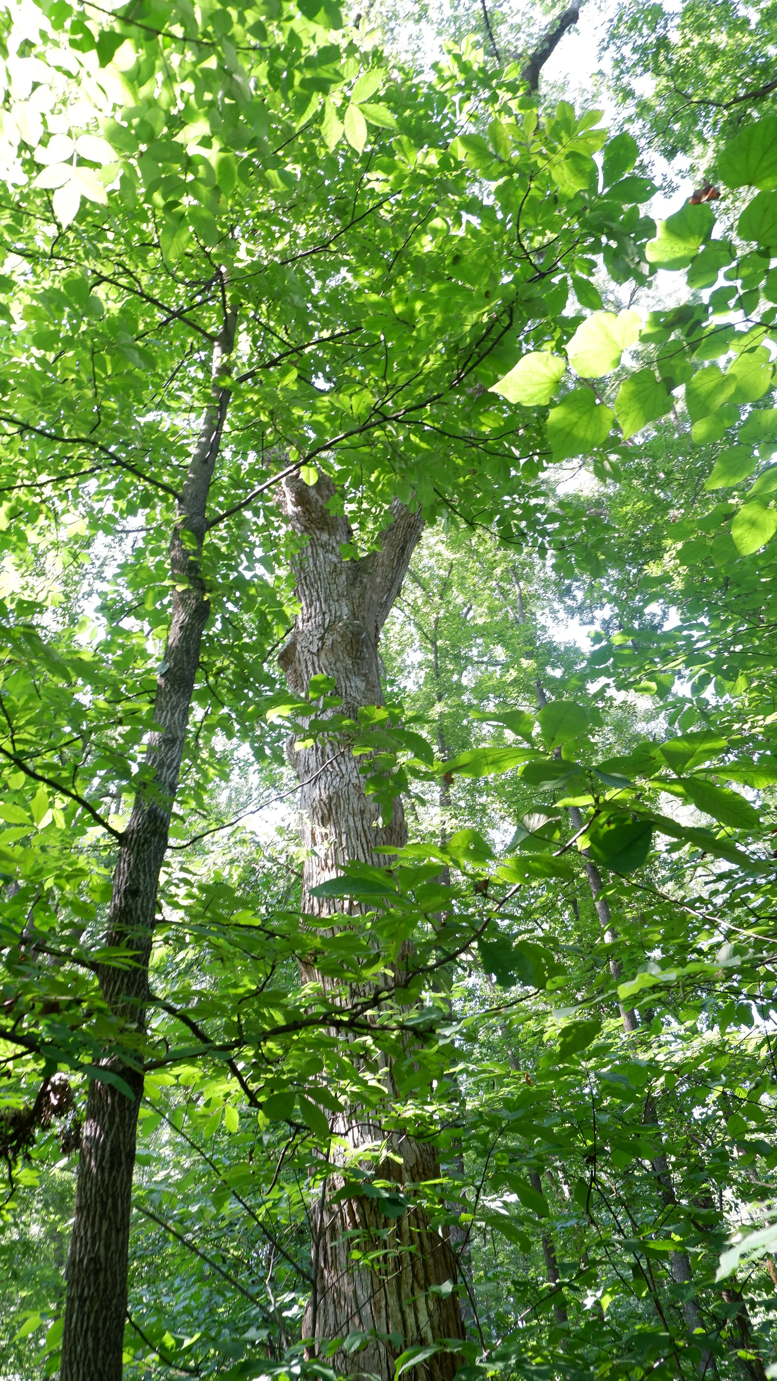 James Madison Landmark Forest — Old-Growth Forest Network