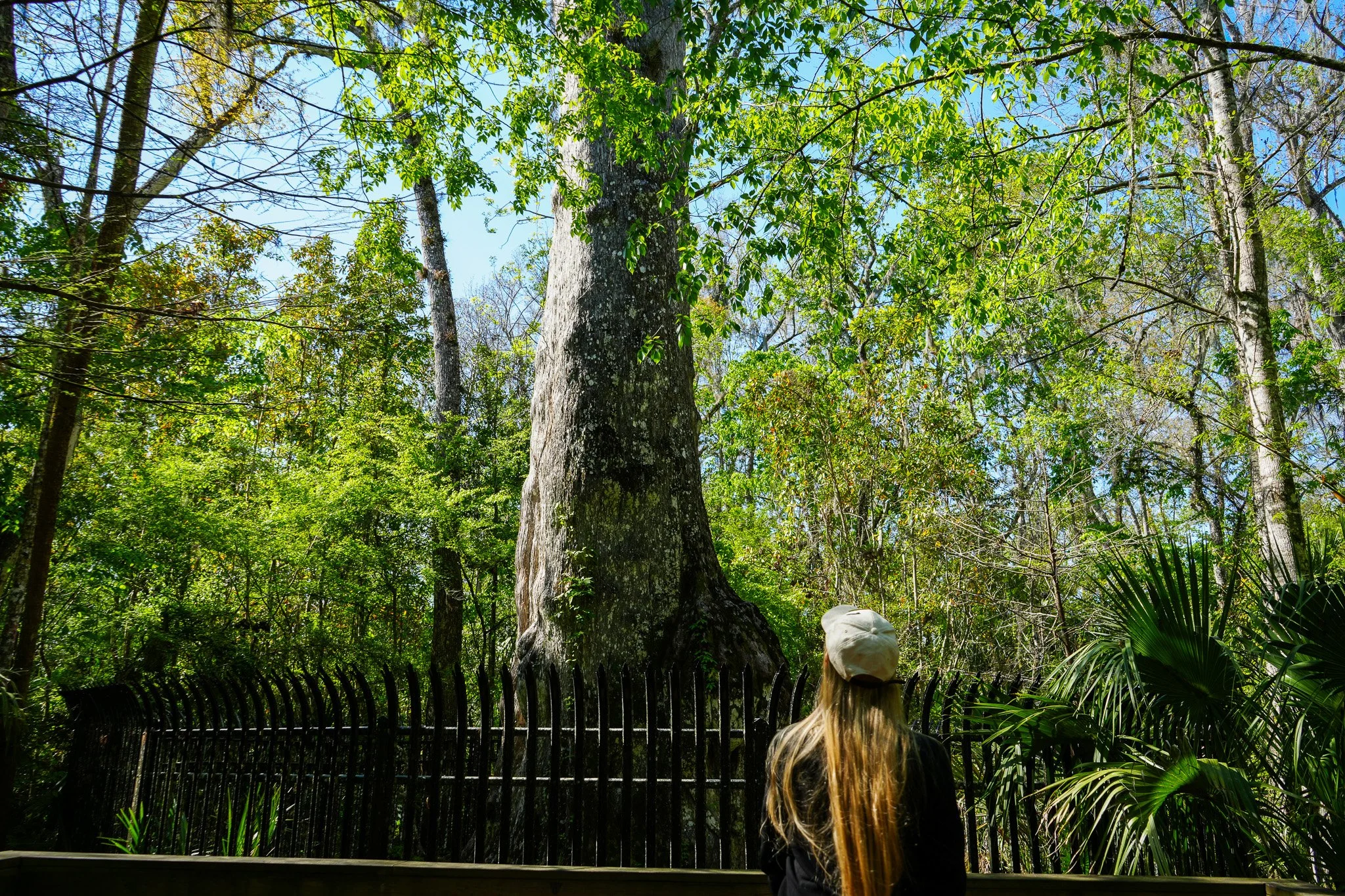 2025 Spring Hammock Induction Into Old-Growth Forest Network at Big Tree park (41) (2).jpg