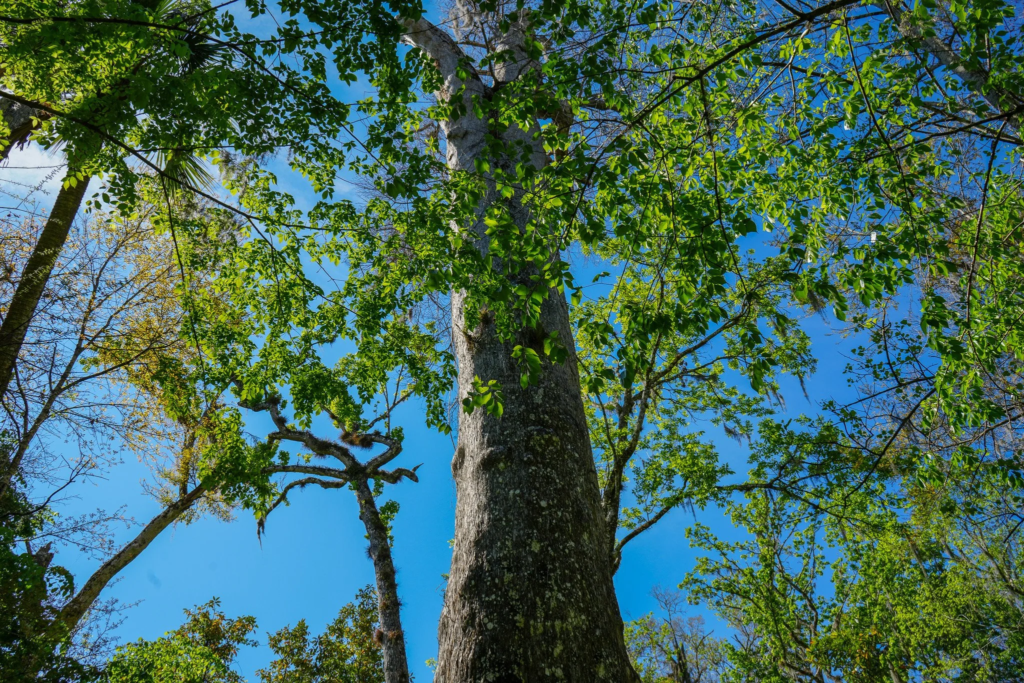 2025 Spring Hammock Induction Into Old-Growth Forest Network at Big Tree park (40).jpg