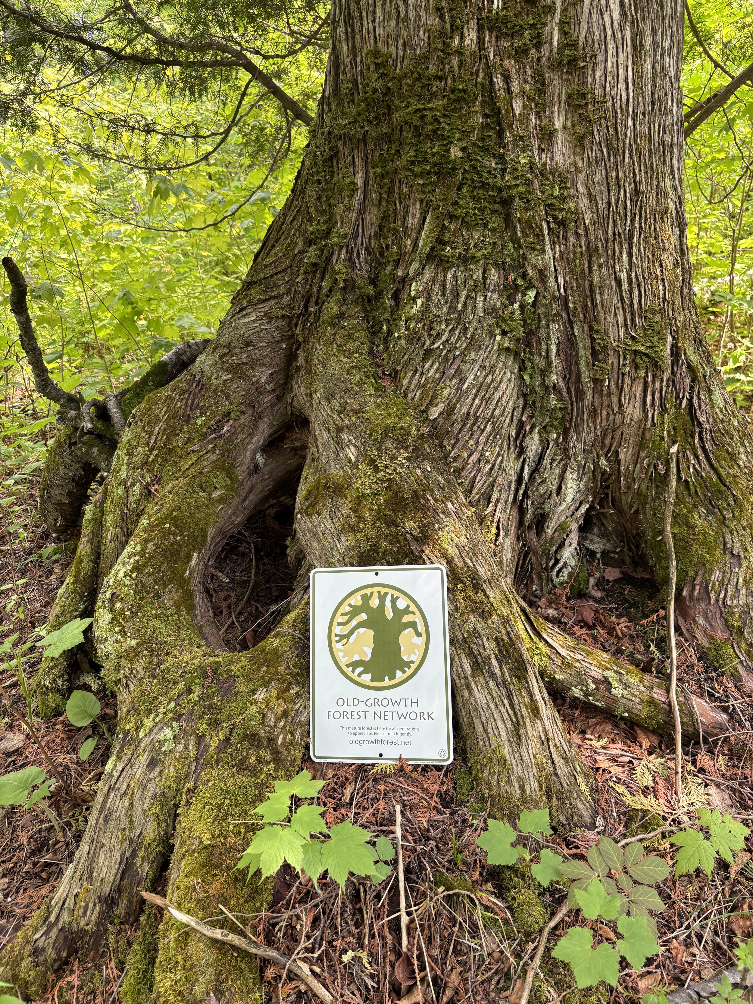 Lutsen Scientific &amp; Natural Area