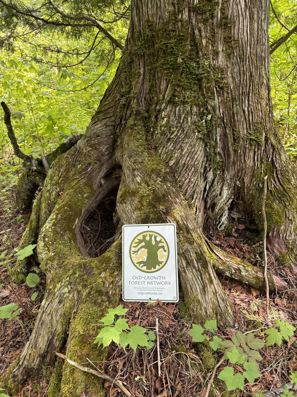 Lutsen Scientific &amp; Natural Area