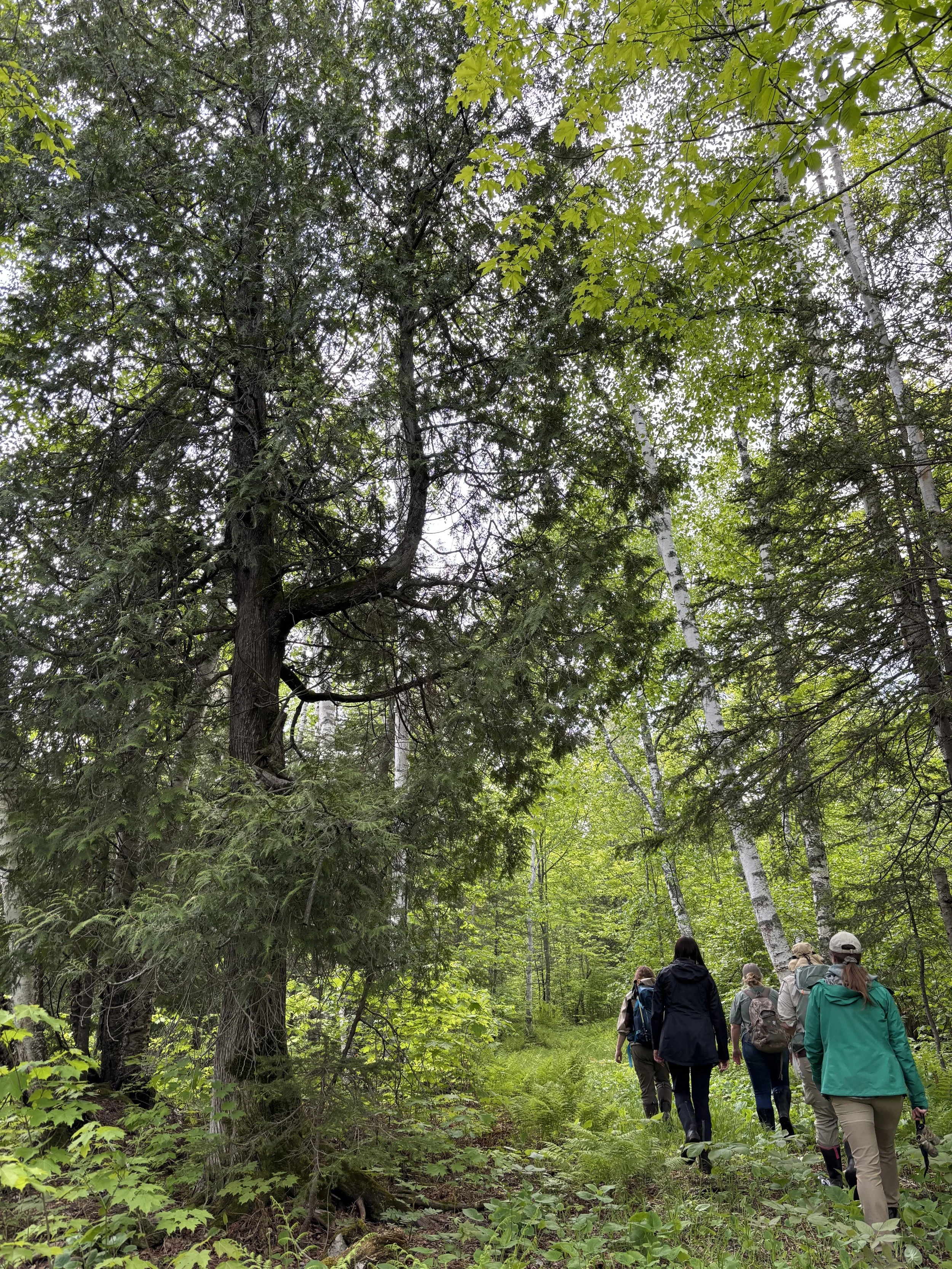 Lutsen Scientific &amp; Natural Area