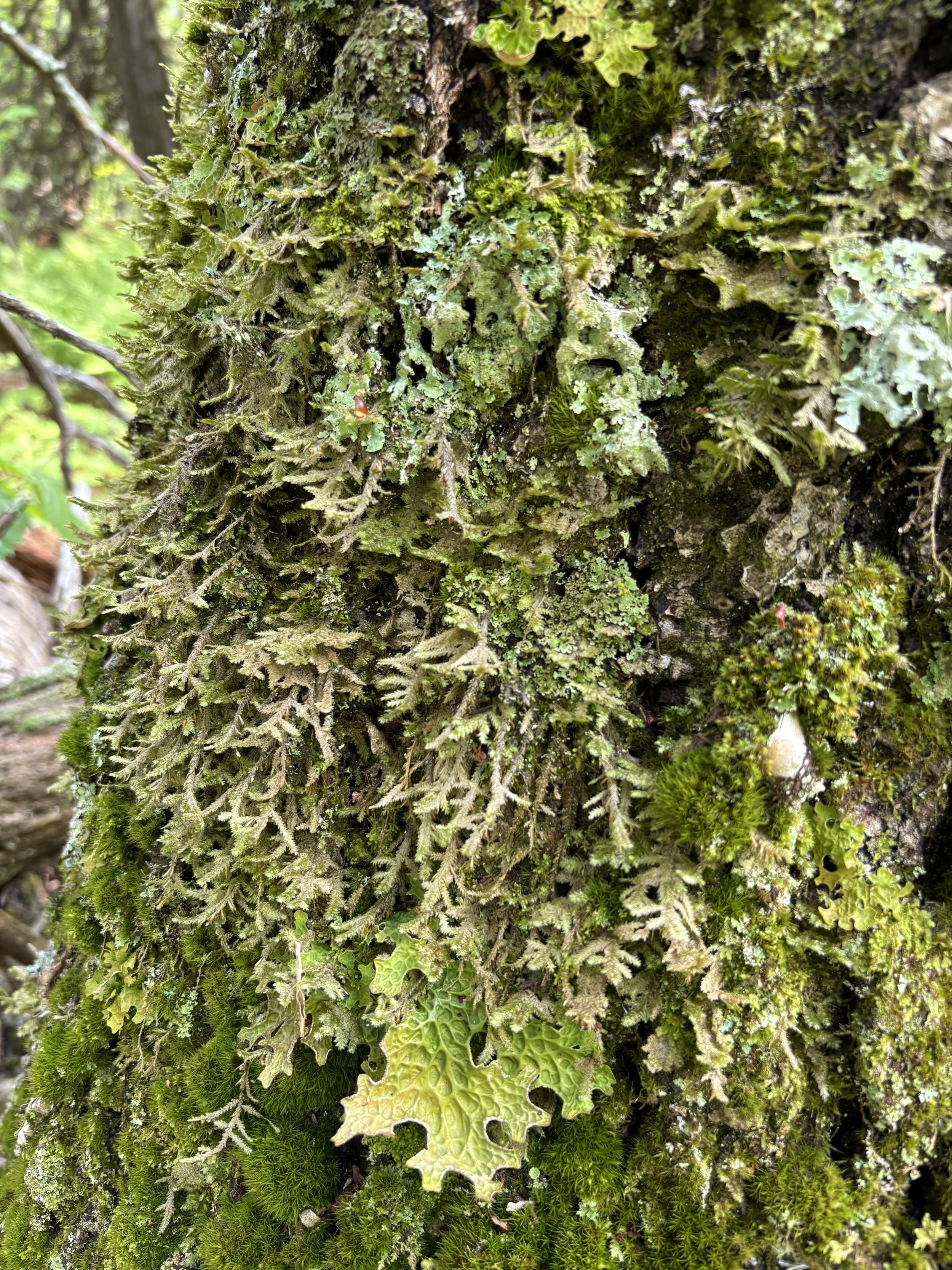 Lutsen Scientific &amp; Natural Area