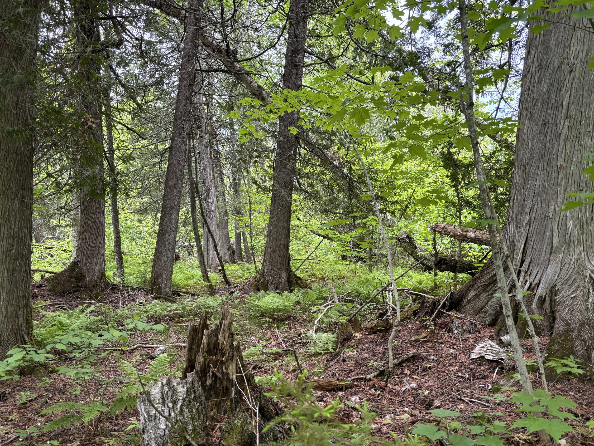 Lutsen Scientific &amp; Natural Area