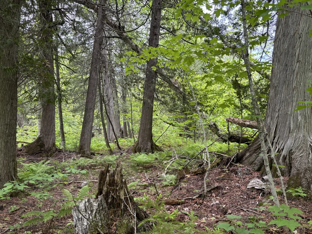 Lutsen Scientific &amp; Natural Area
