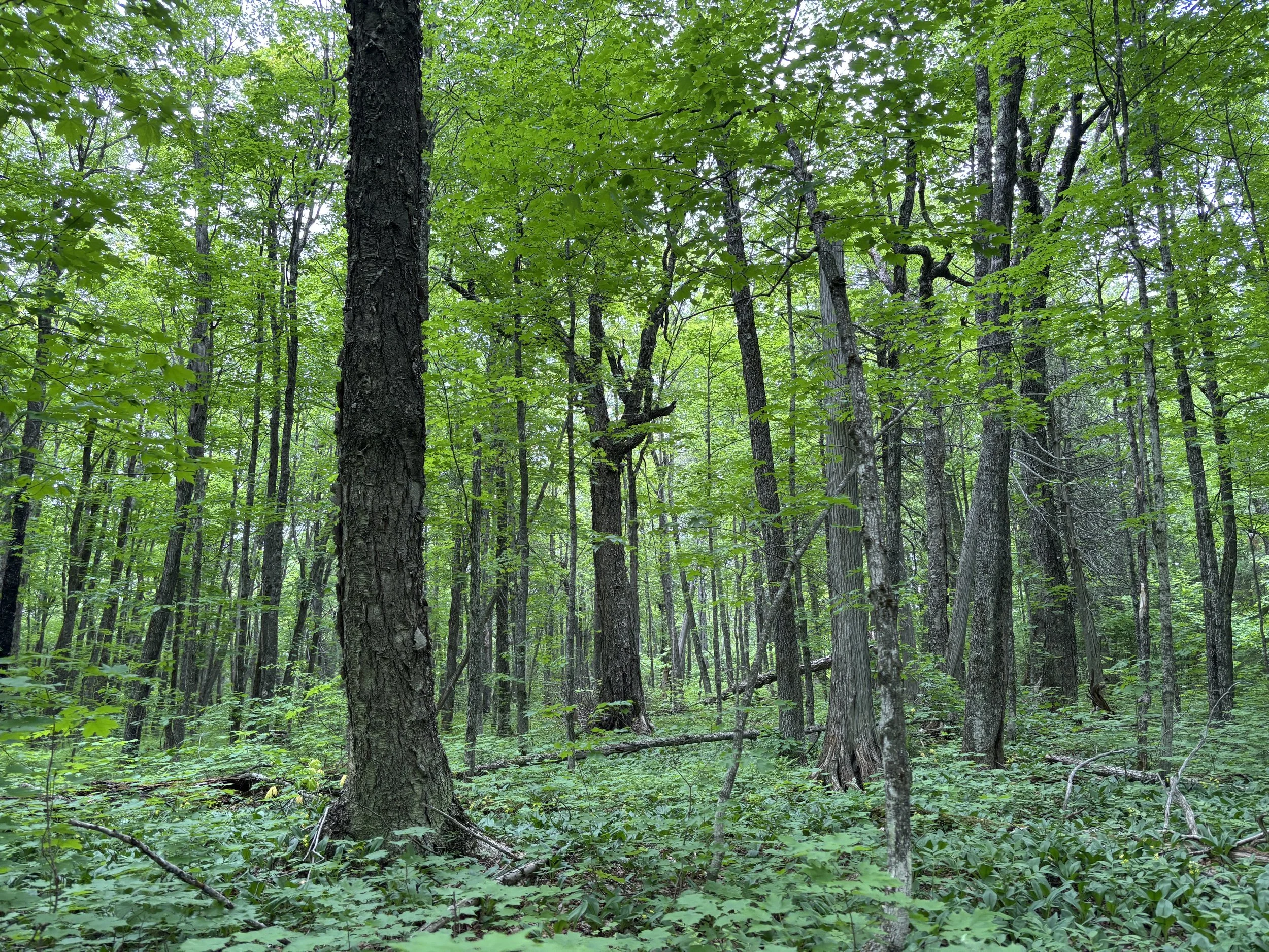 George H. Crosby Manitou State Park