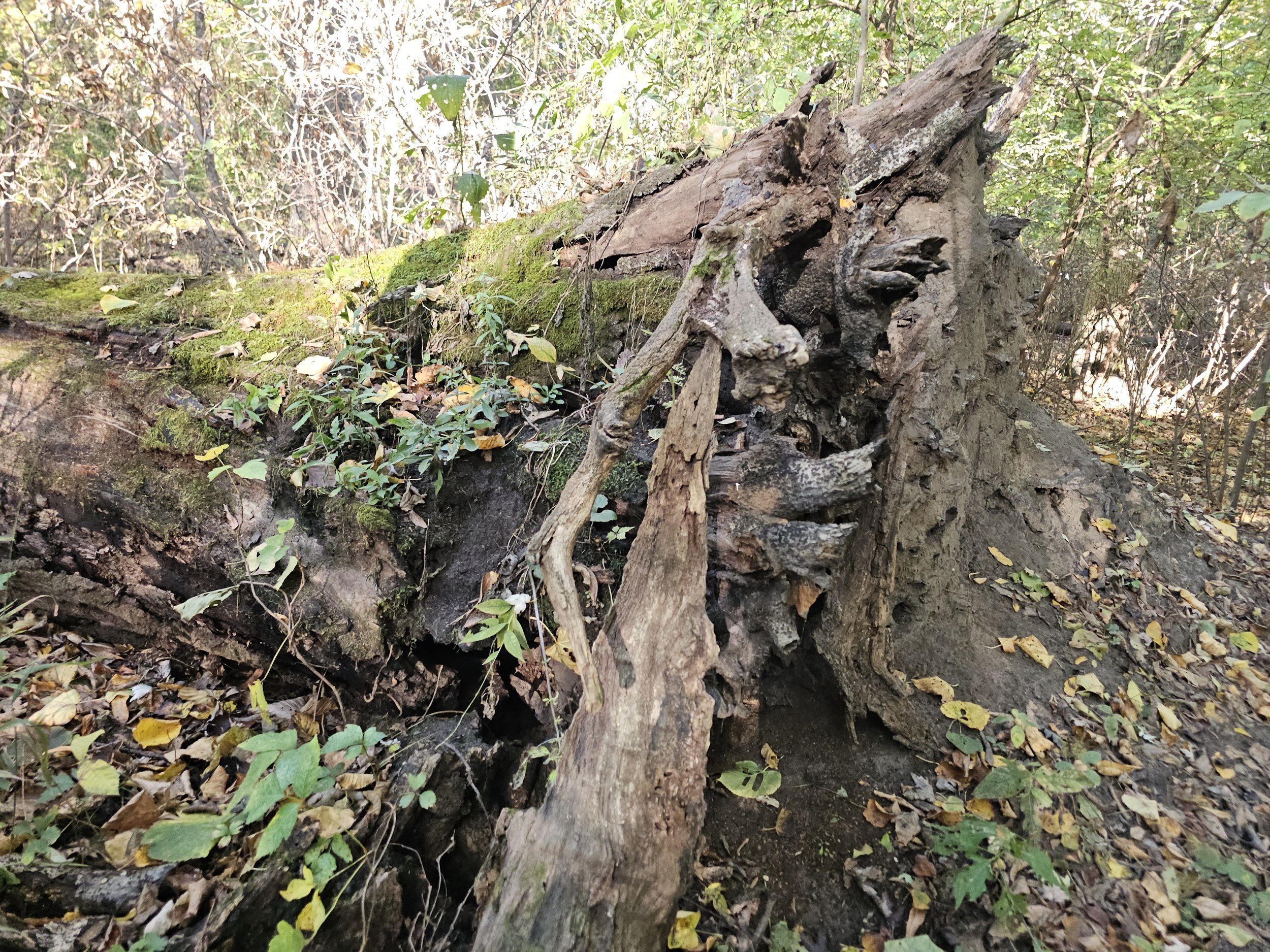 20251024_100921.jpg