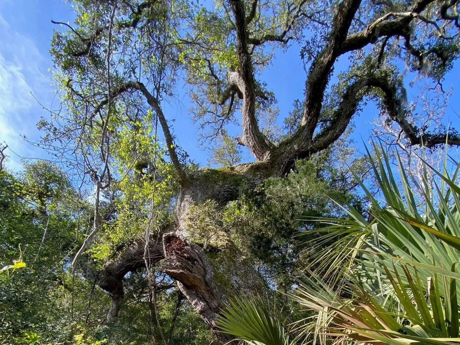 #277: Bald Head Woods Coastal Reserve (NC)