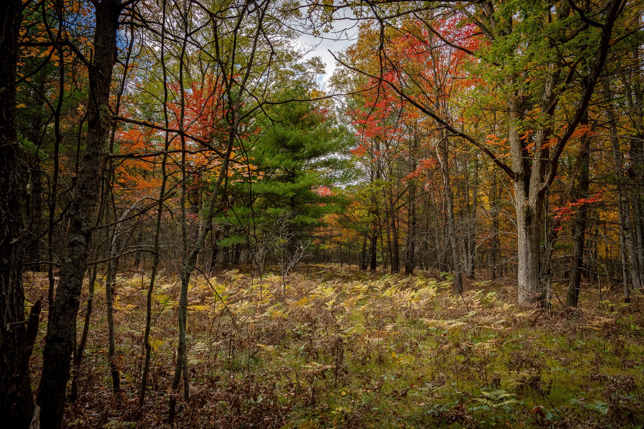#280: Richmond Woods Nature Preserve (MI)