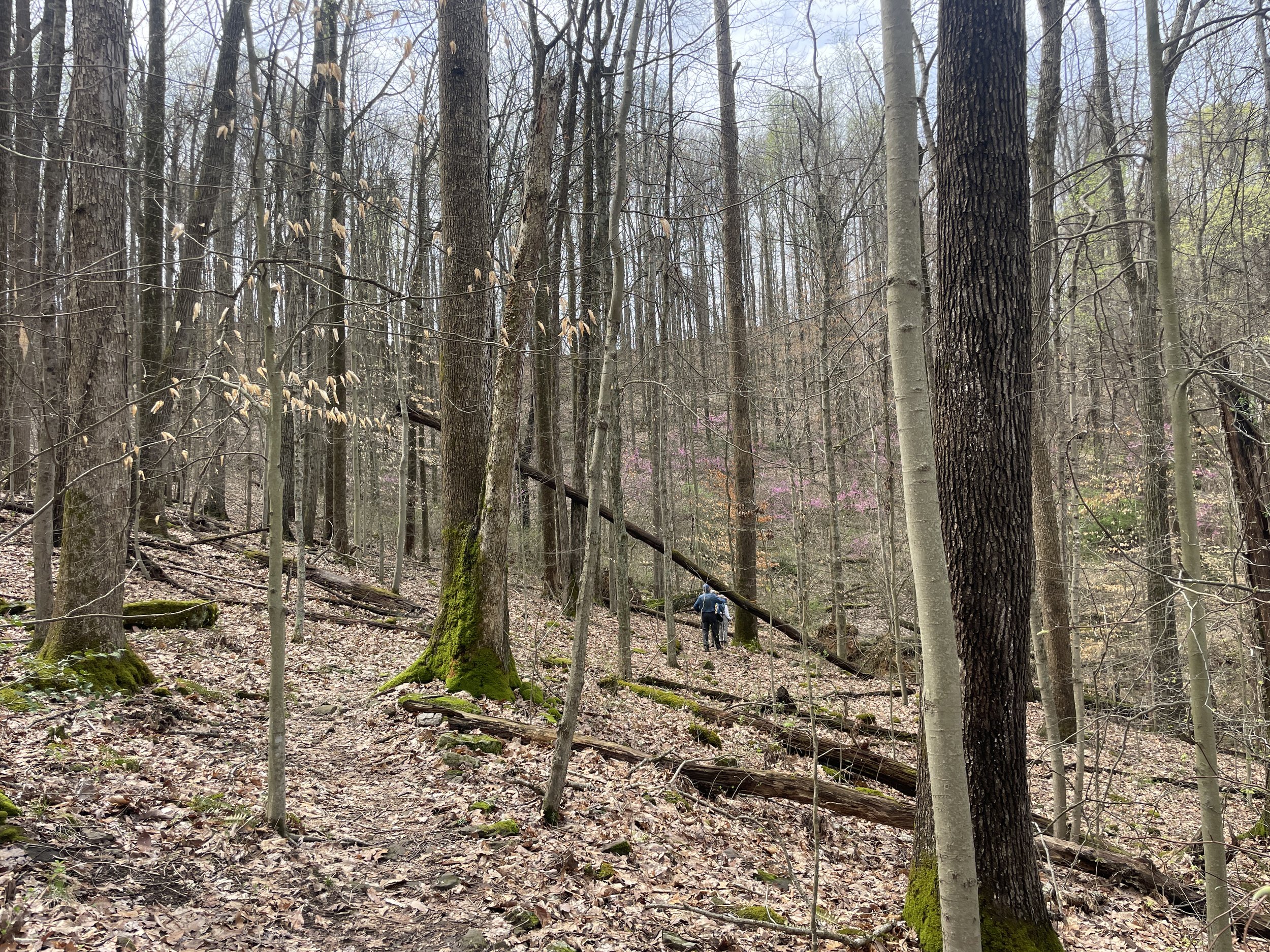 #282: Wallace Hartman Nature Preserve (WV)