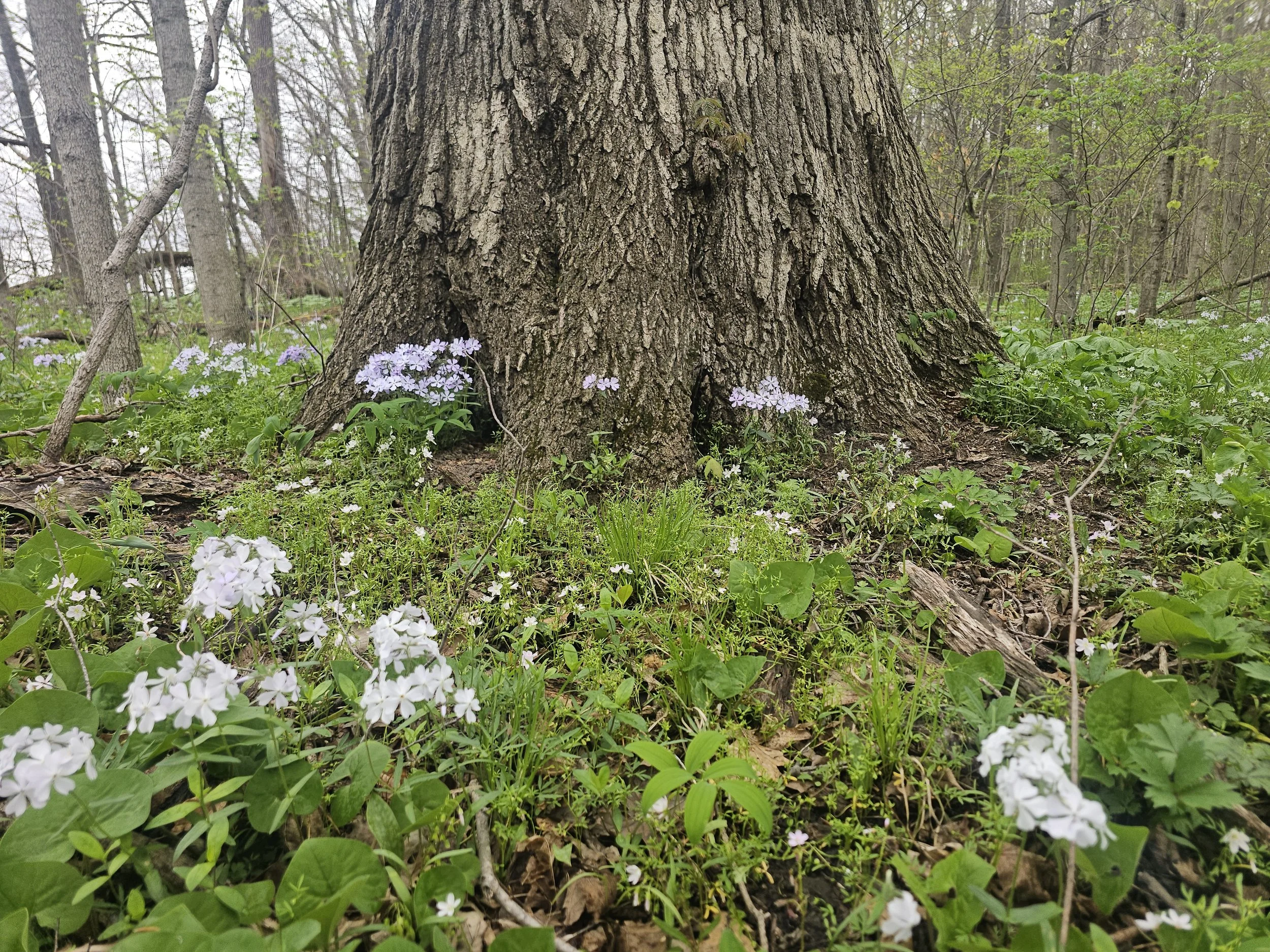 #284: Stout Memorial Woodland (IN)