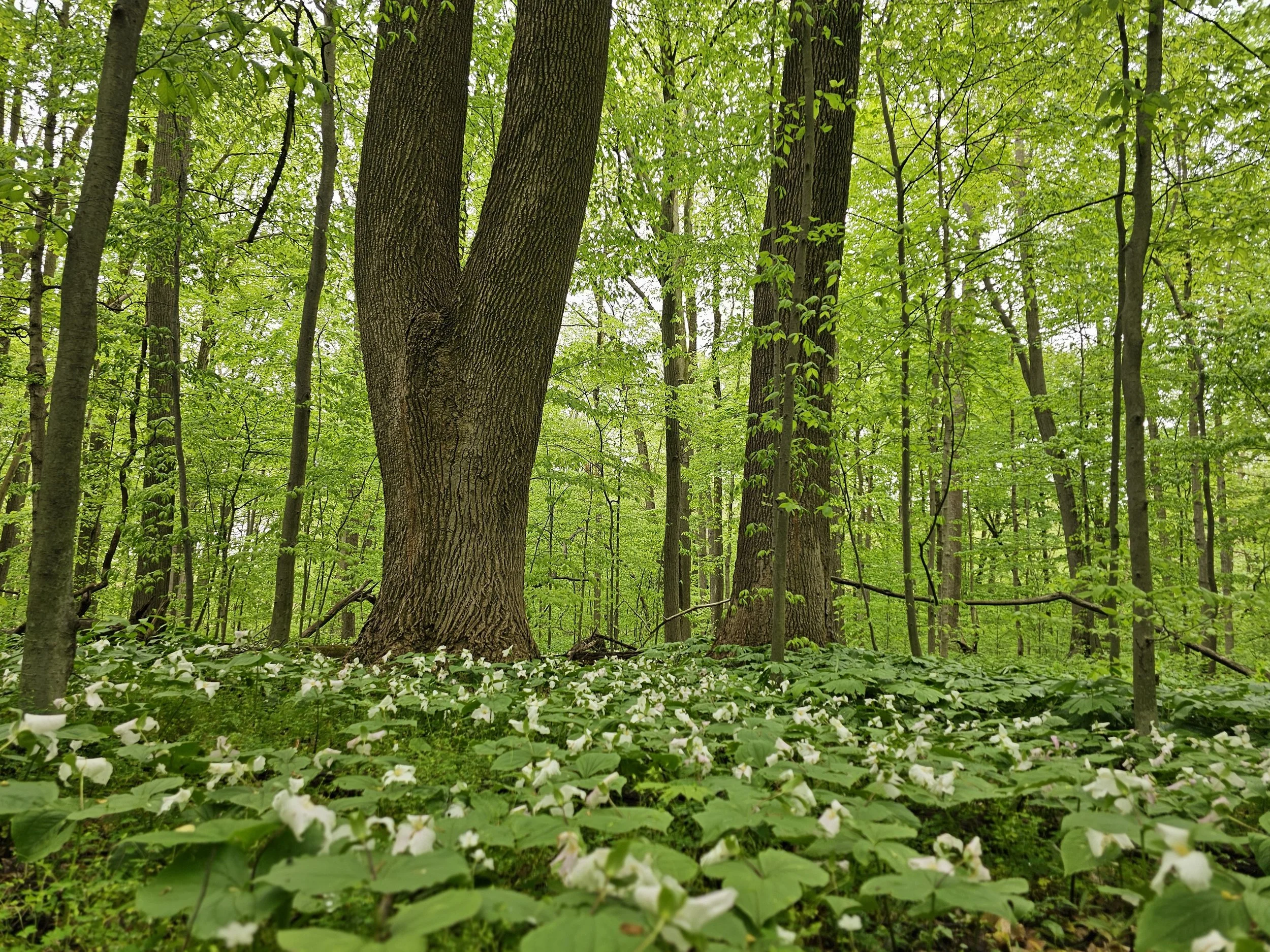 #285: Bendix Woods Nature Preserve (IN)