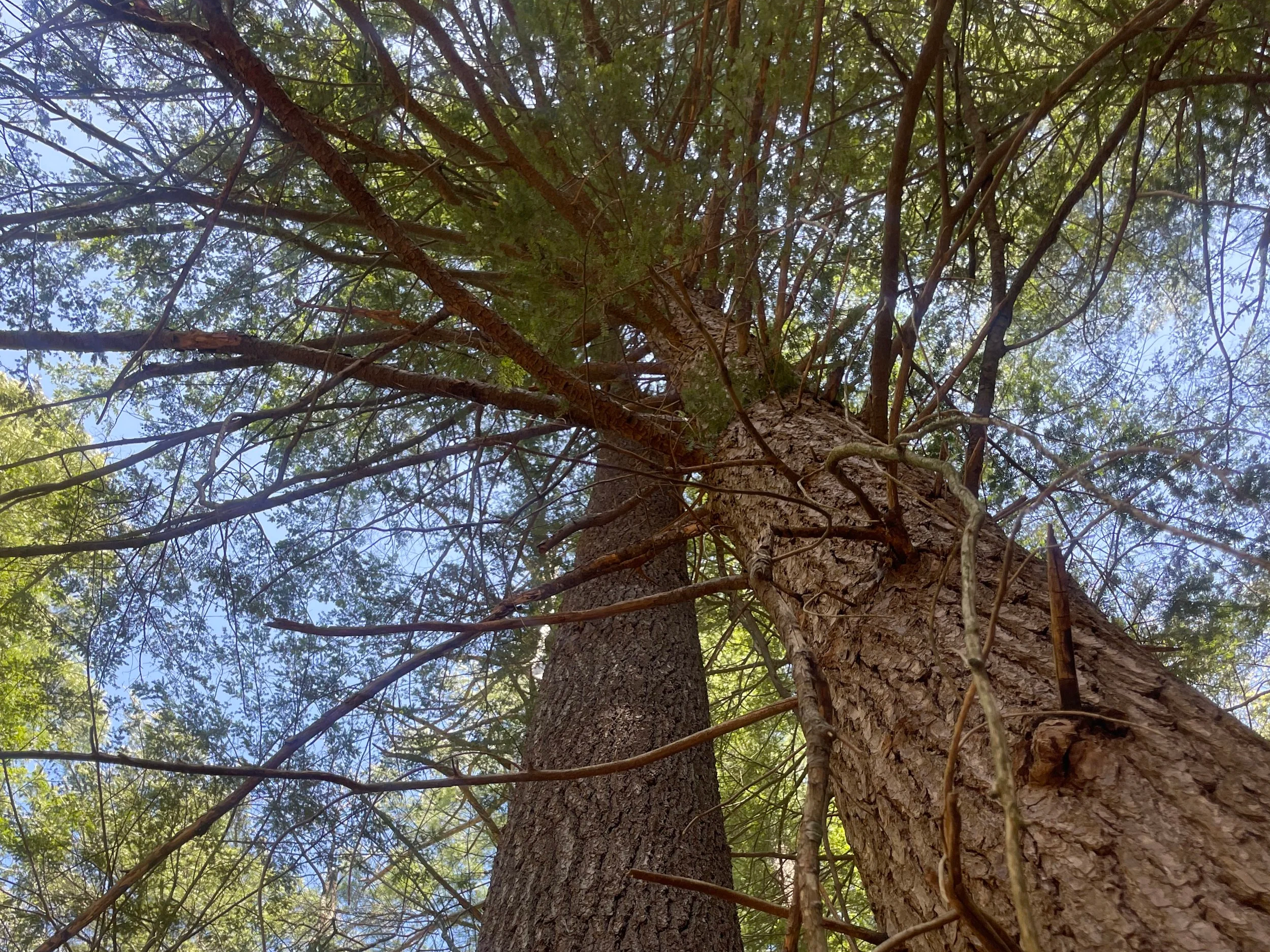 #286: Colton Point State Park (PA)