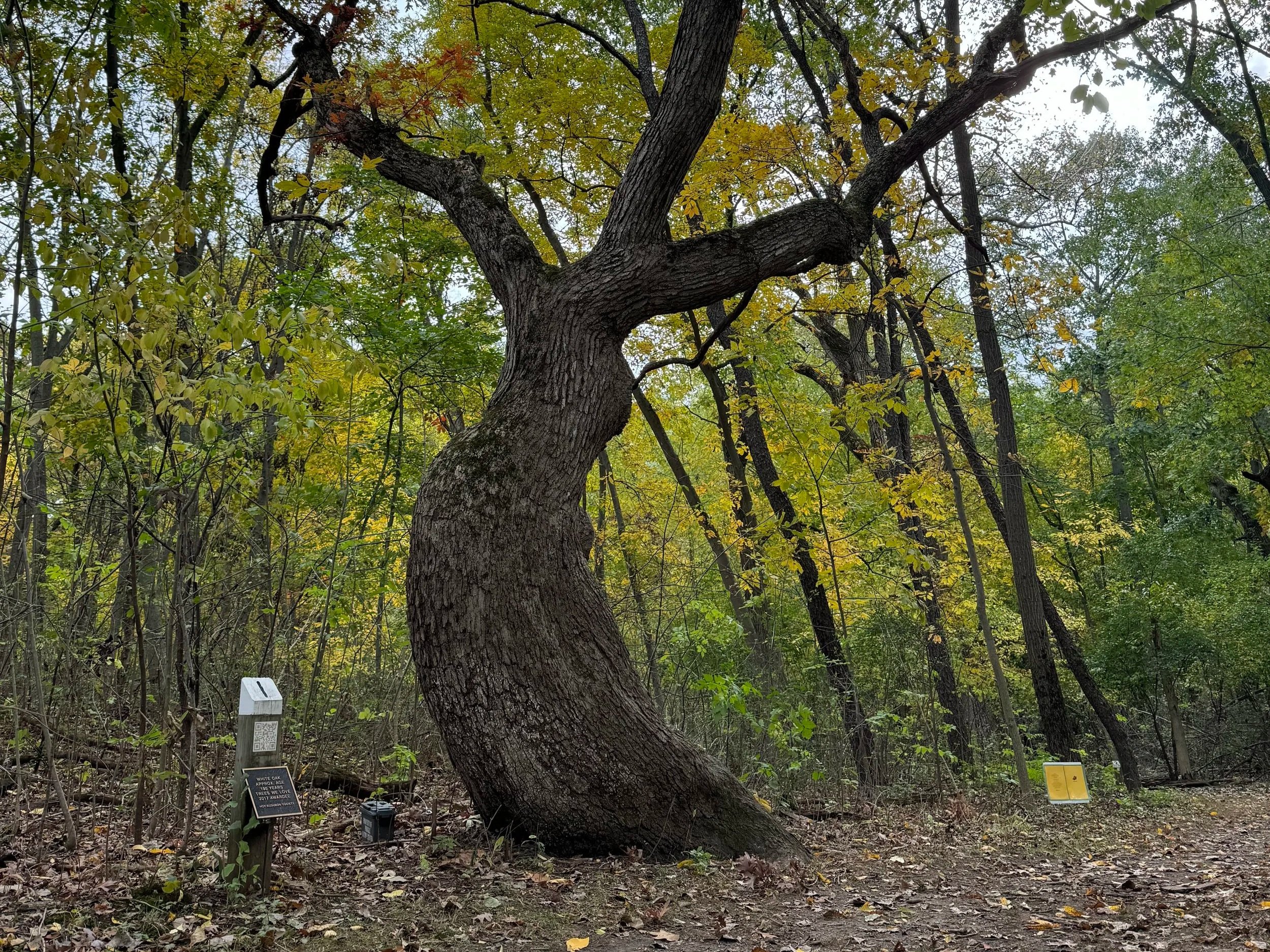 #289: Bristol Woods County Park (WI)