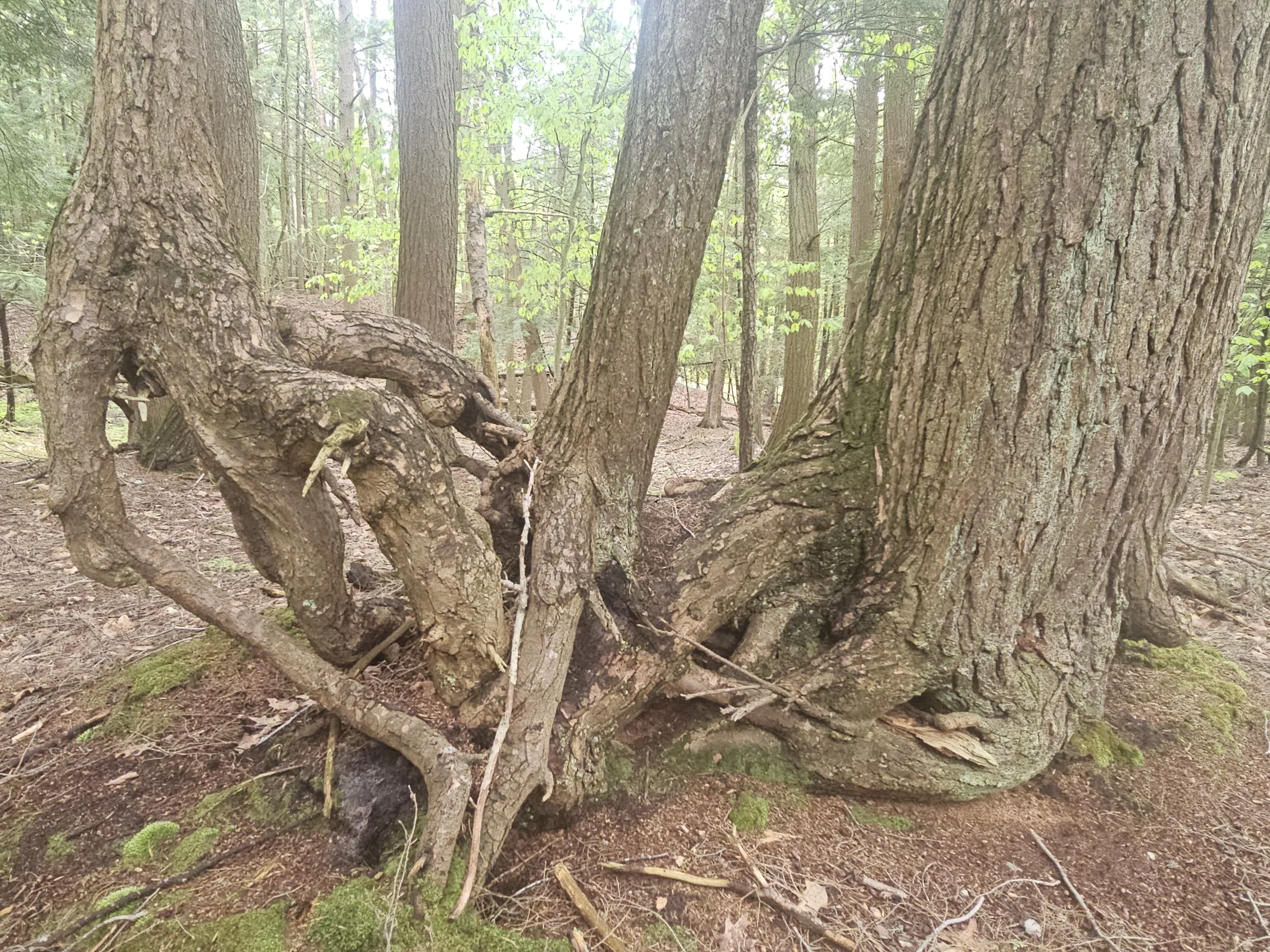 #291: Spirit of the Woods (MI)