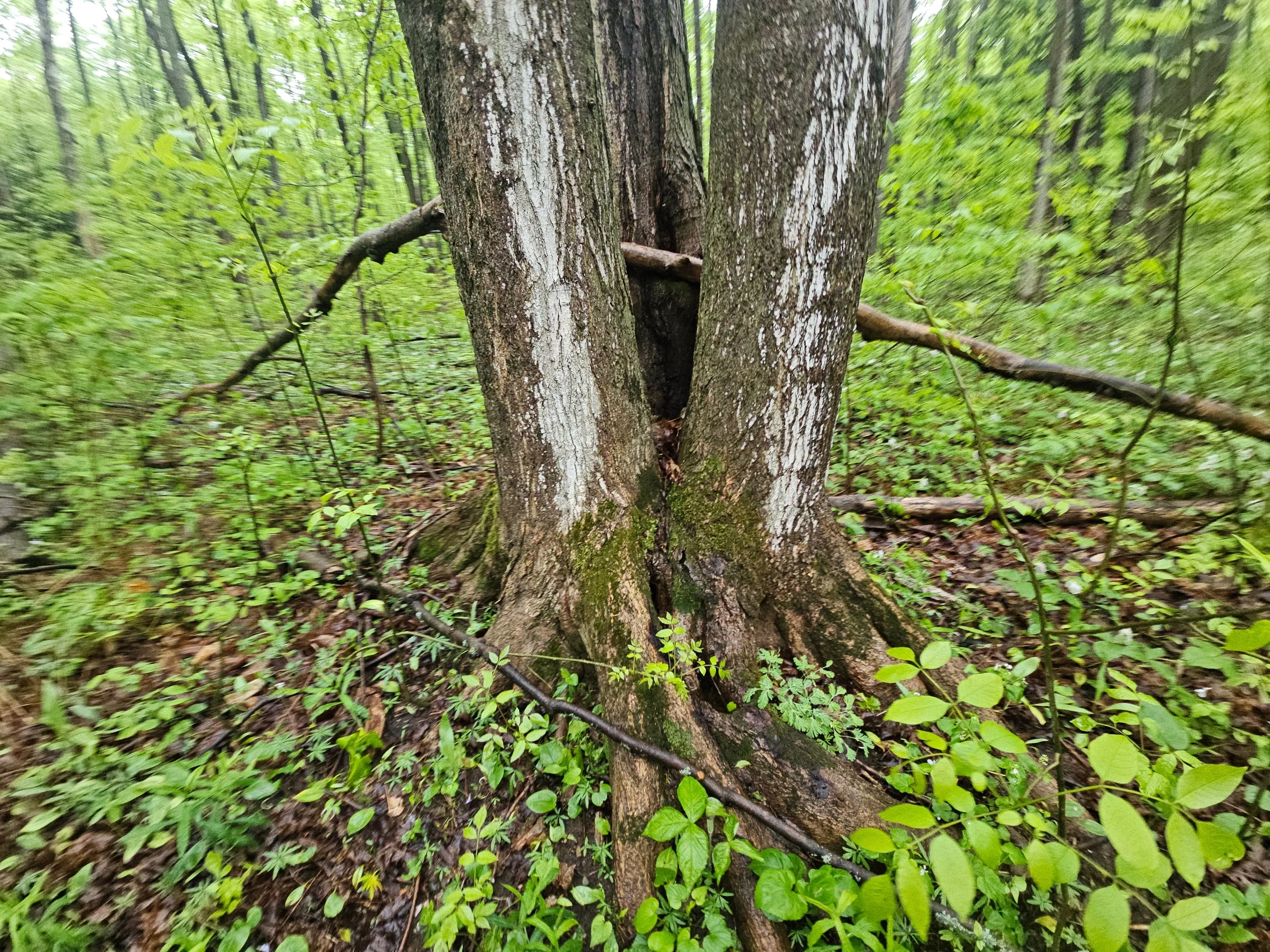#293: Arcadia Dunes: The C.S. Mott Nature Preserve (MI)