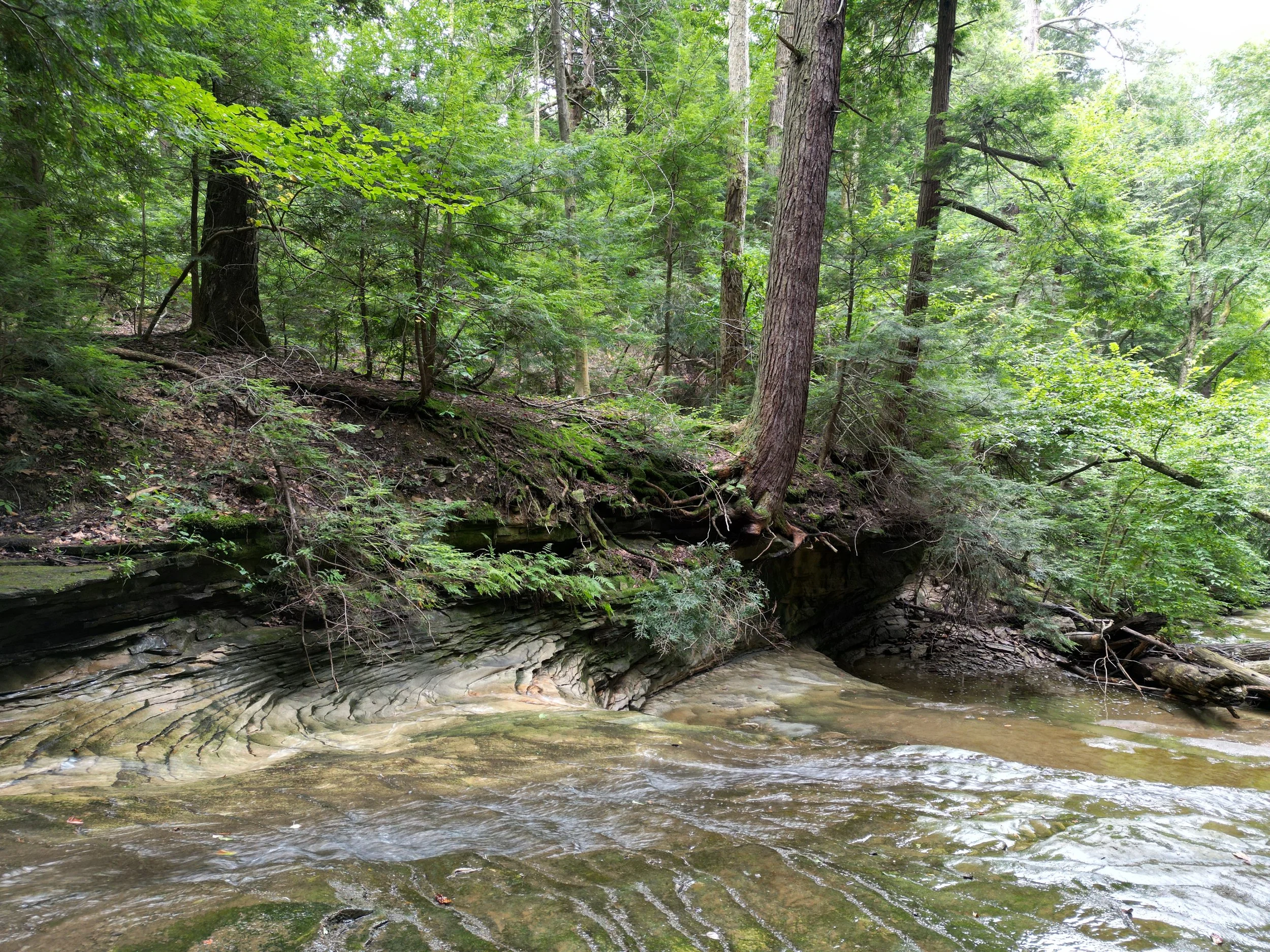 #295: Stebbins Gulch at Holden Arboretum (OH)