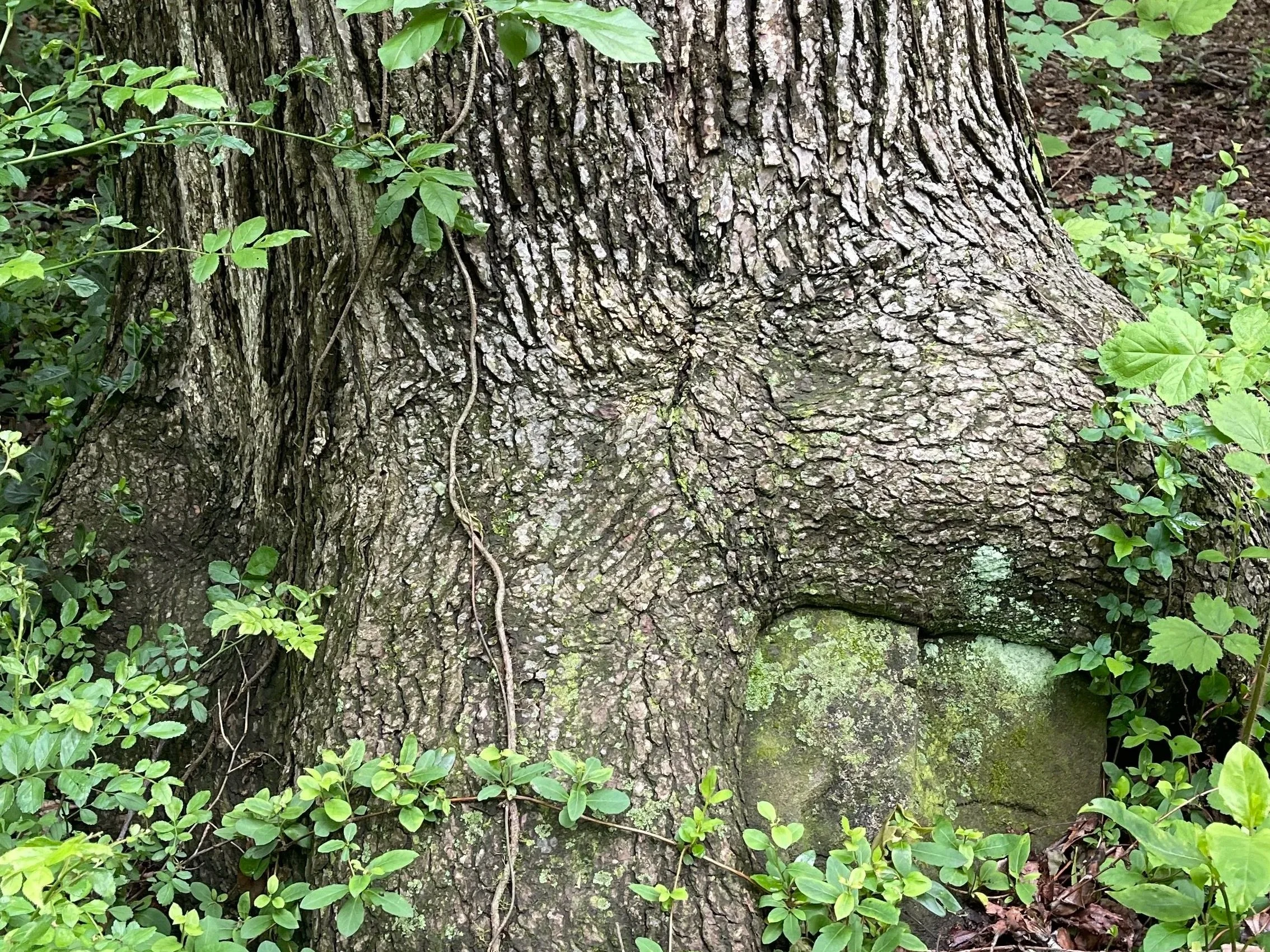 #300: Forever Wild Forests of New York City:  Alley Pond Park Preserve (NY)