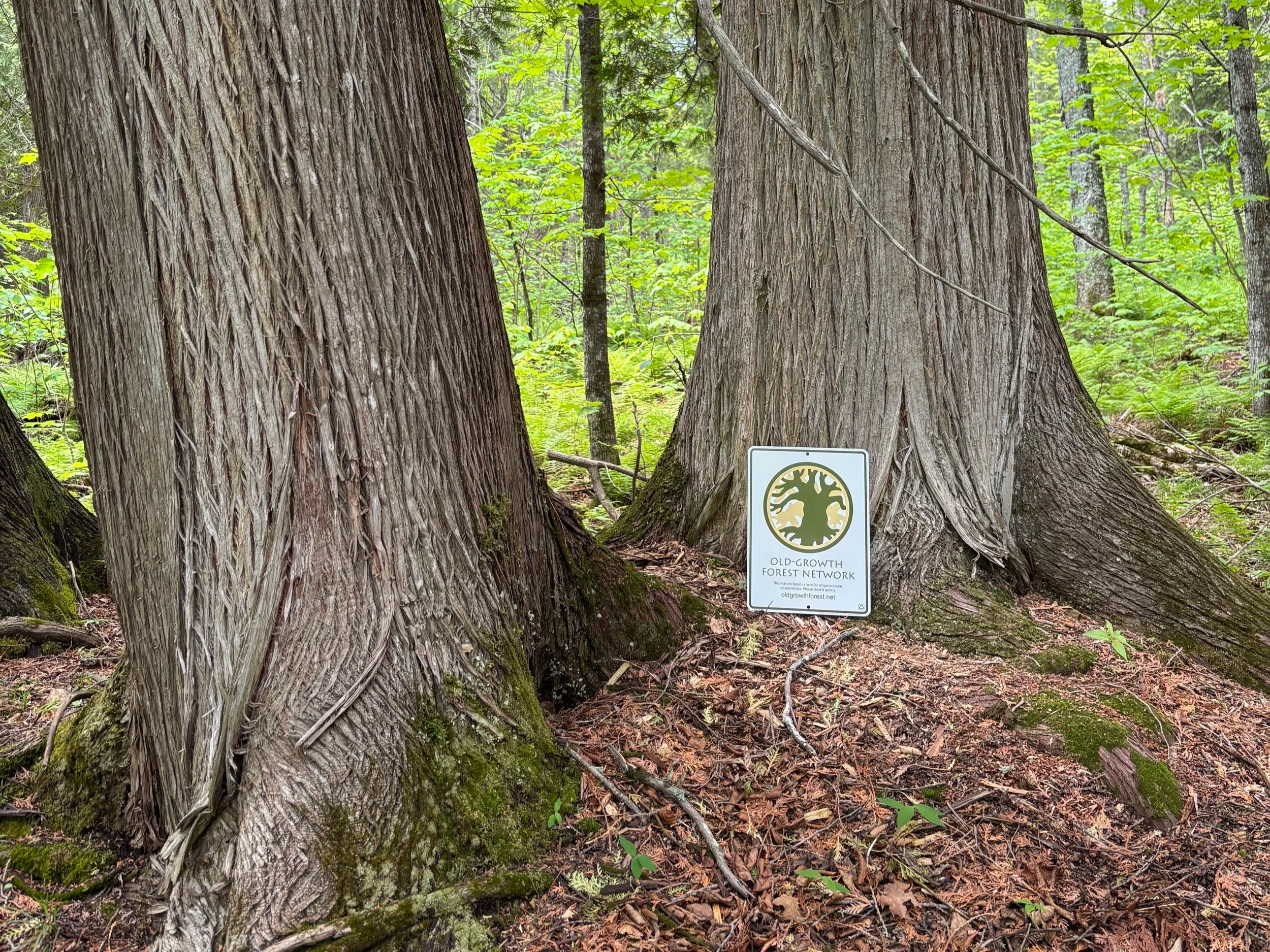 #296: Lutsen Scientific &amp; Natural Area (MN)