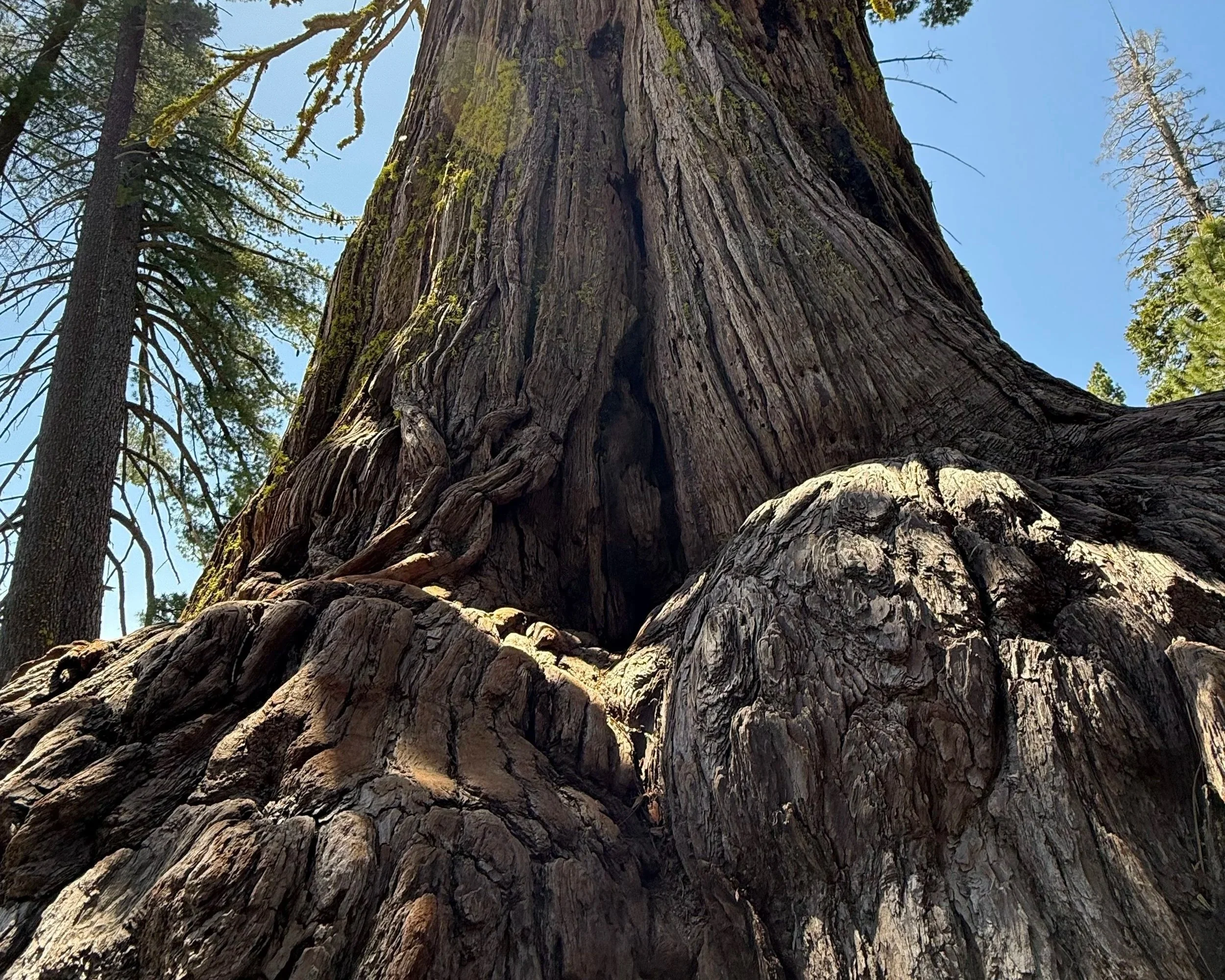 #299: Sugar Pine Point State Park (CA)