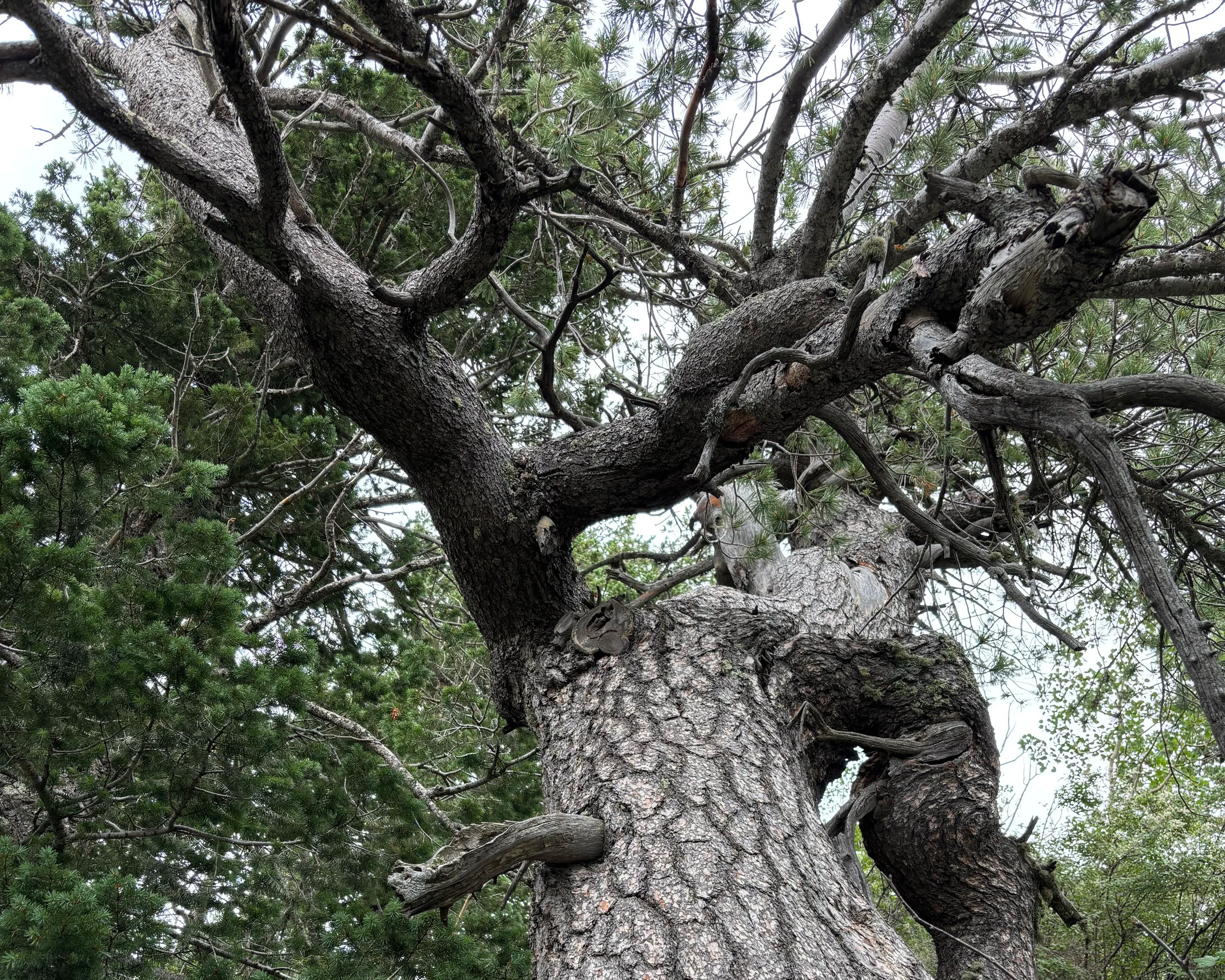 #303: Sandia Mountain Wilderness - Cibola National Forest (NM)
