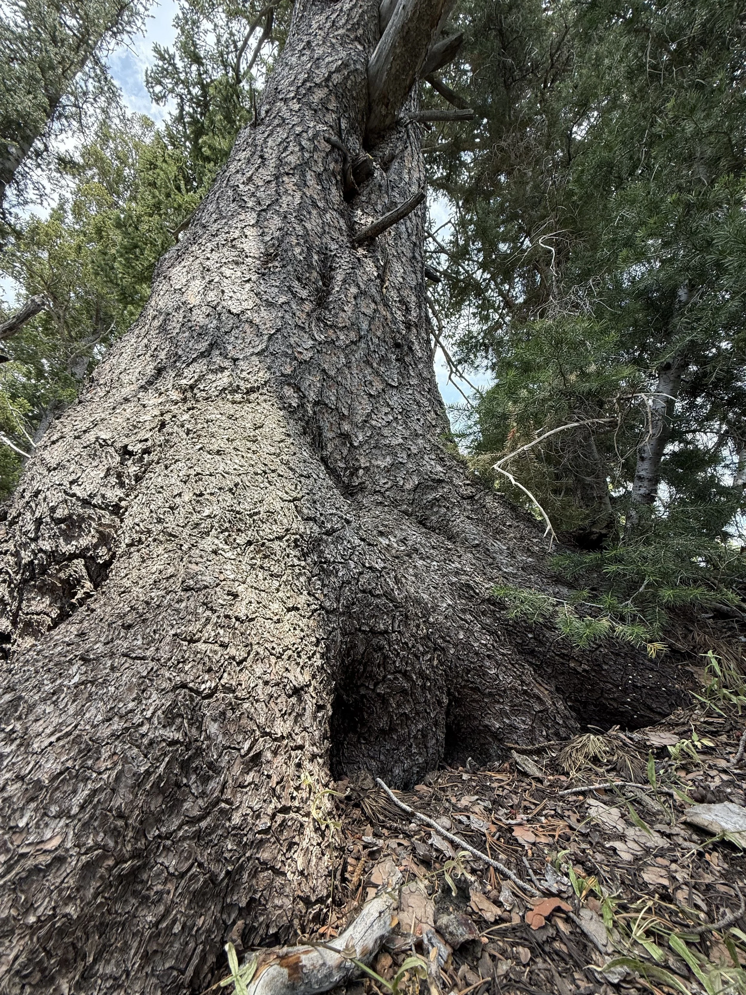 # 304: Tony Grove Lake Area - Mt Naomi Wilderness (UT)
